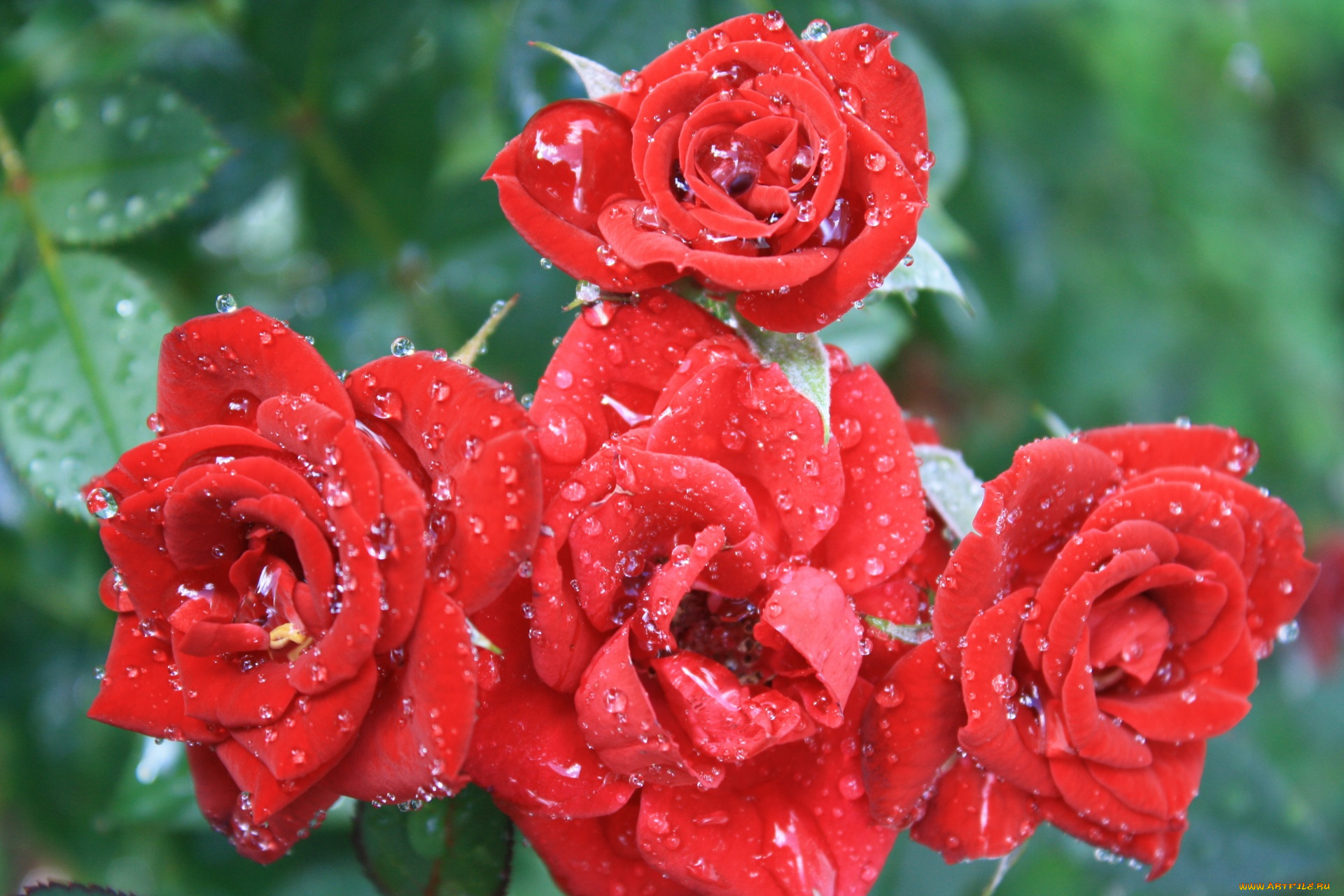 цветы, розы, капли