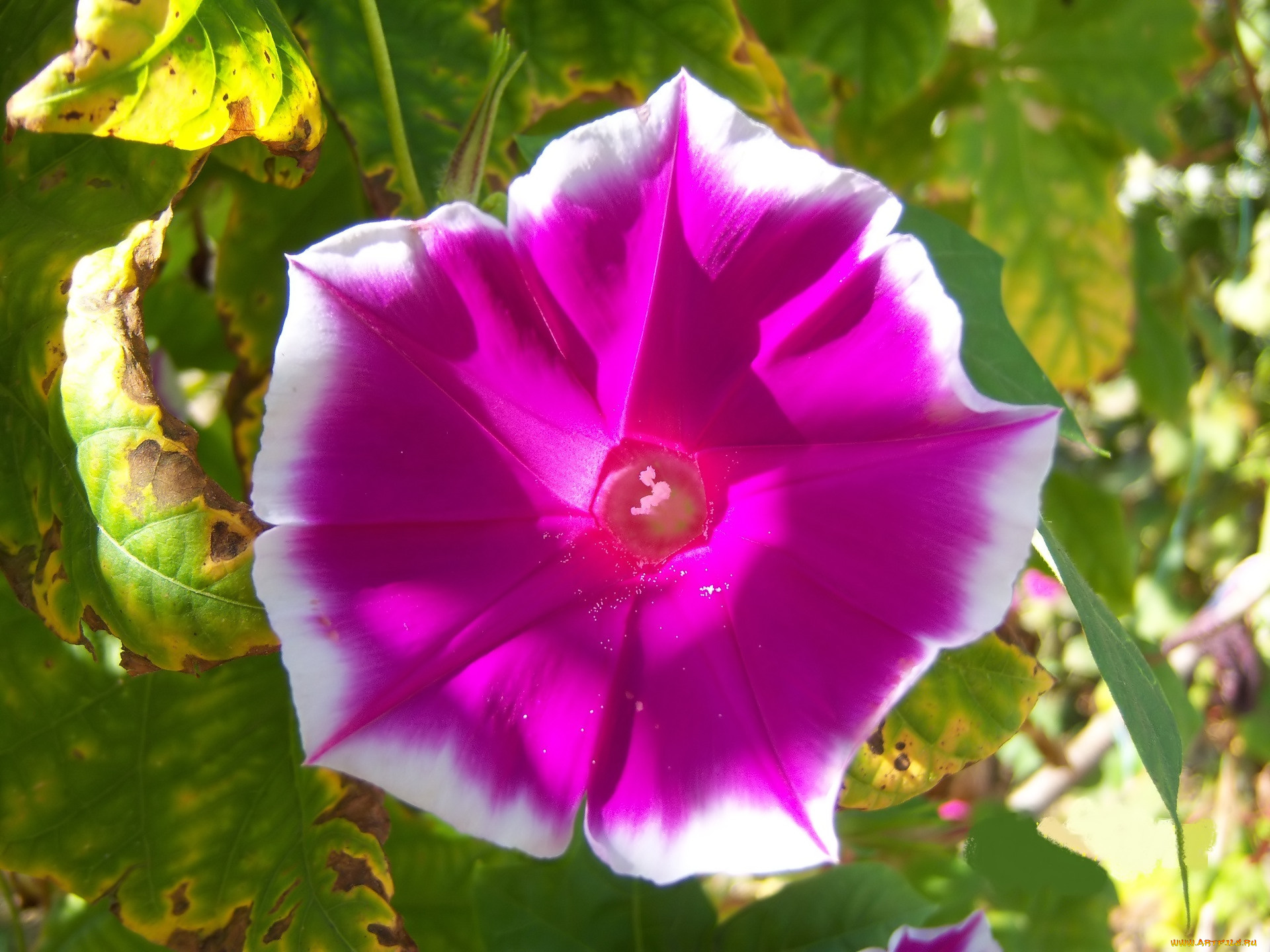 цветы, вьюнки, , ипомеи, яркий