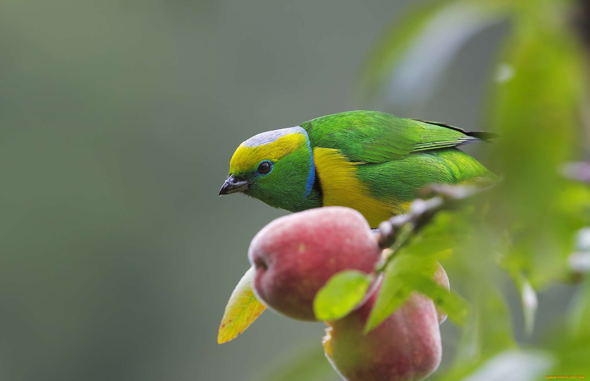 животные, птицы, плод, ветки, дерево, птица