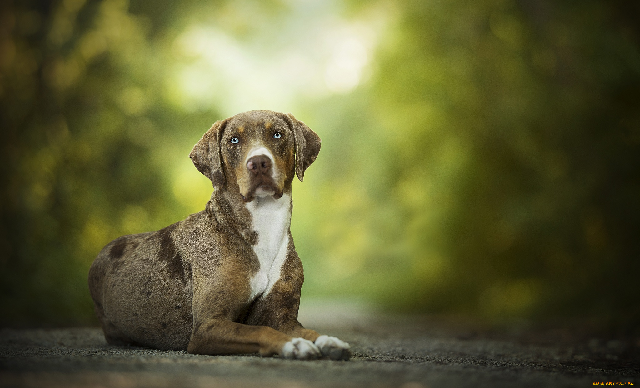животные, собаки, боке, pumpkin, собака