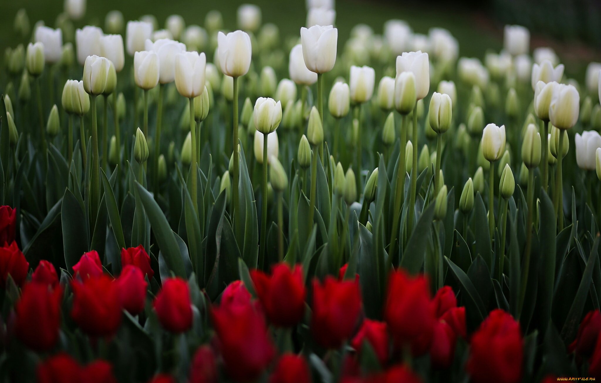 тюльпаны, цветы, природа