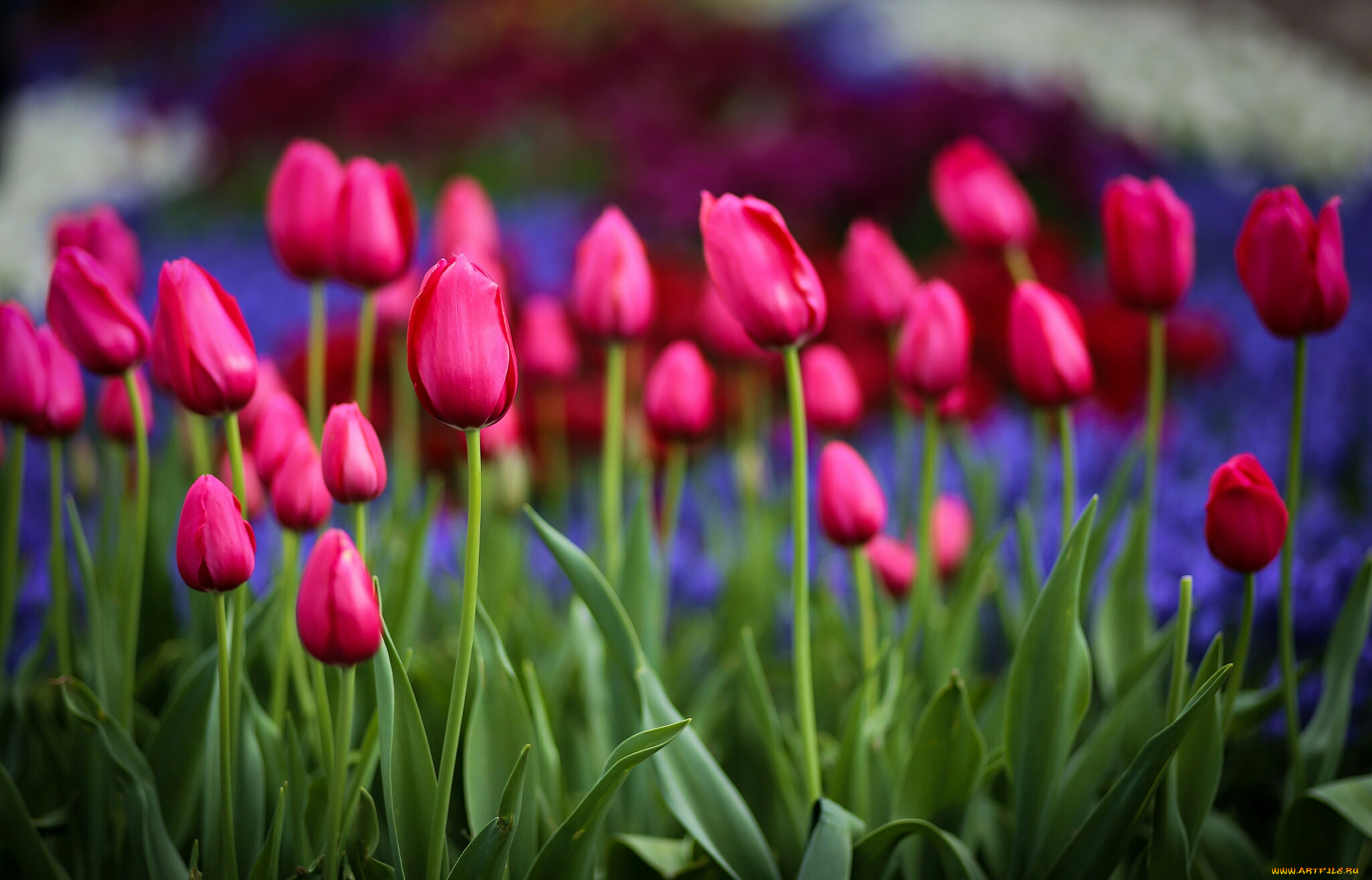 тюльпаны, цветы, природа