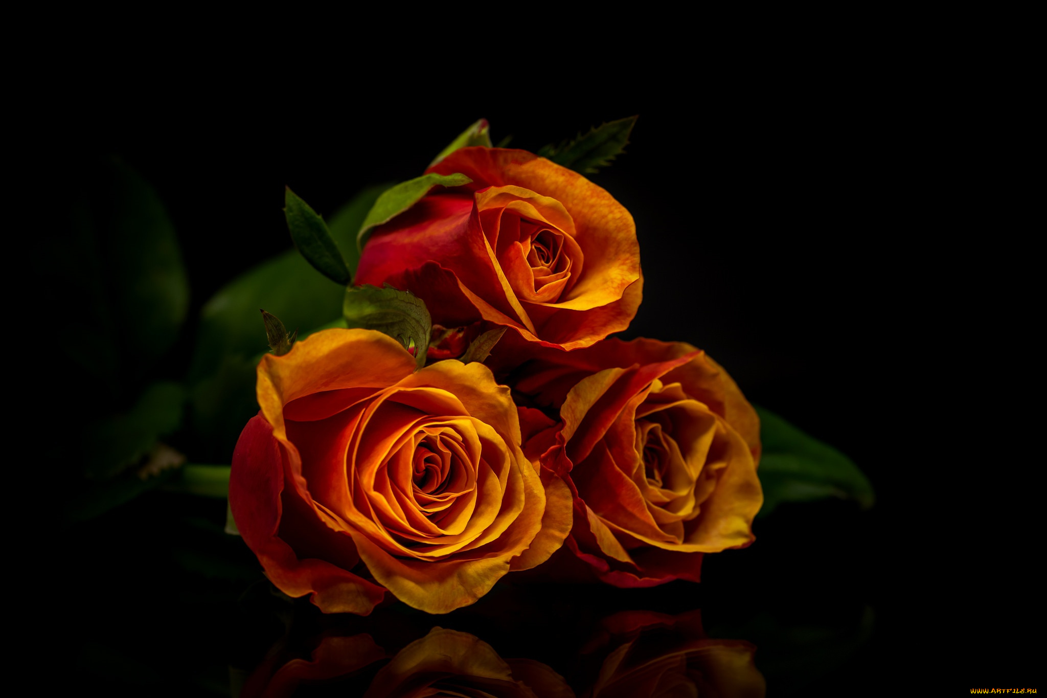 цветы, розы, отражение