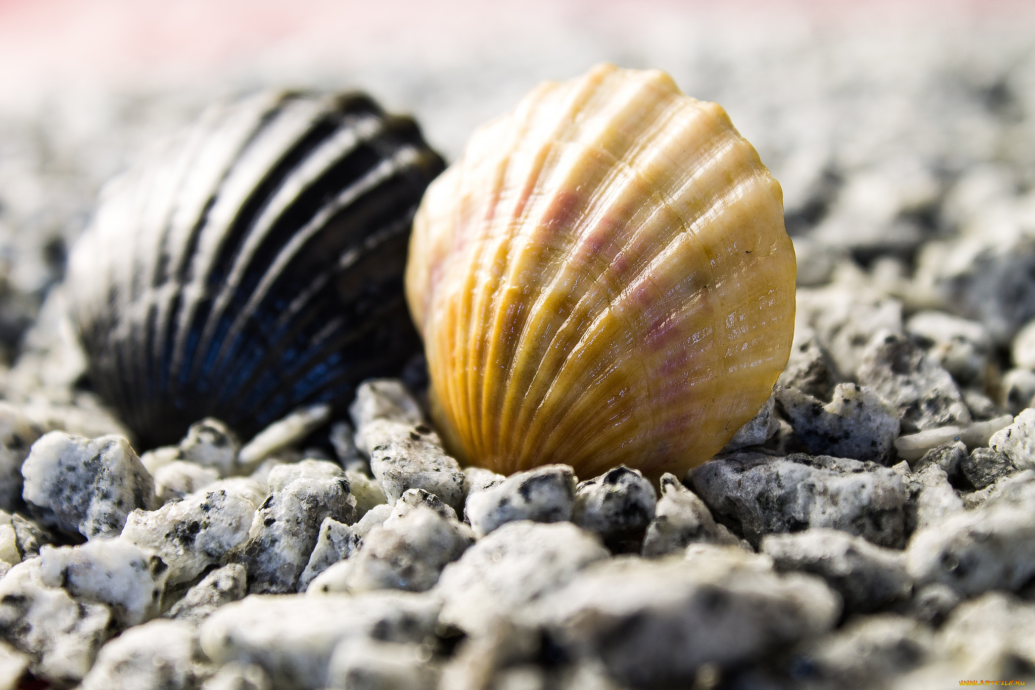 разное, ракушки, , кораллы, , декоративные, и, spa-камни, море, природа