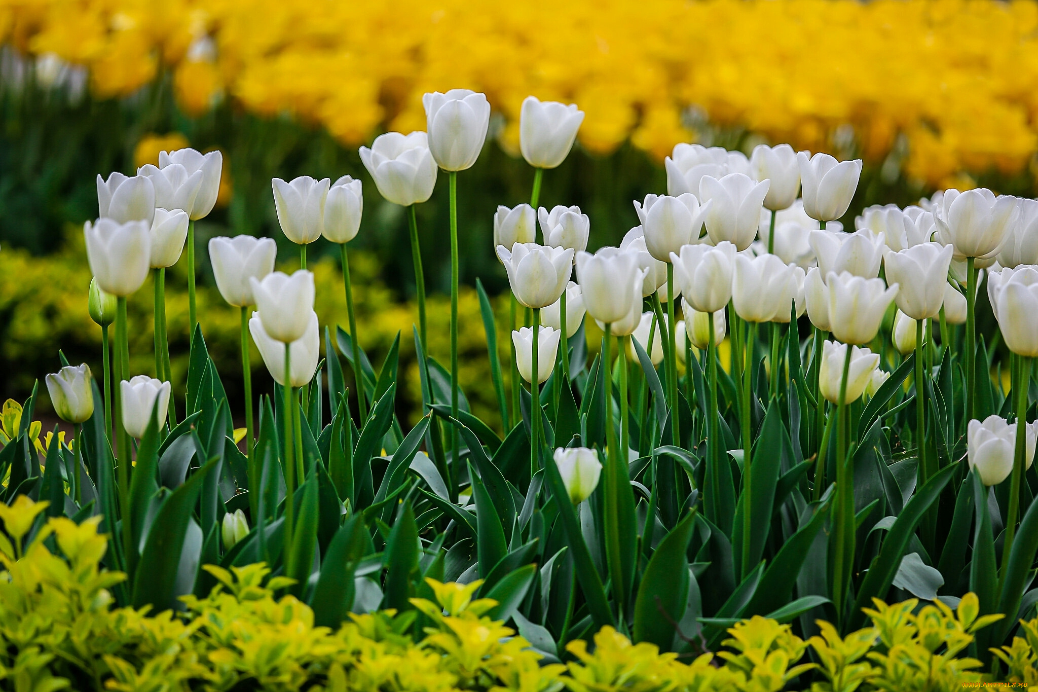 тюльпаны, цветы, природа