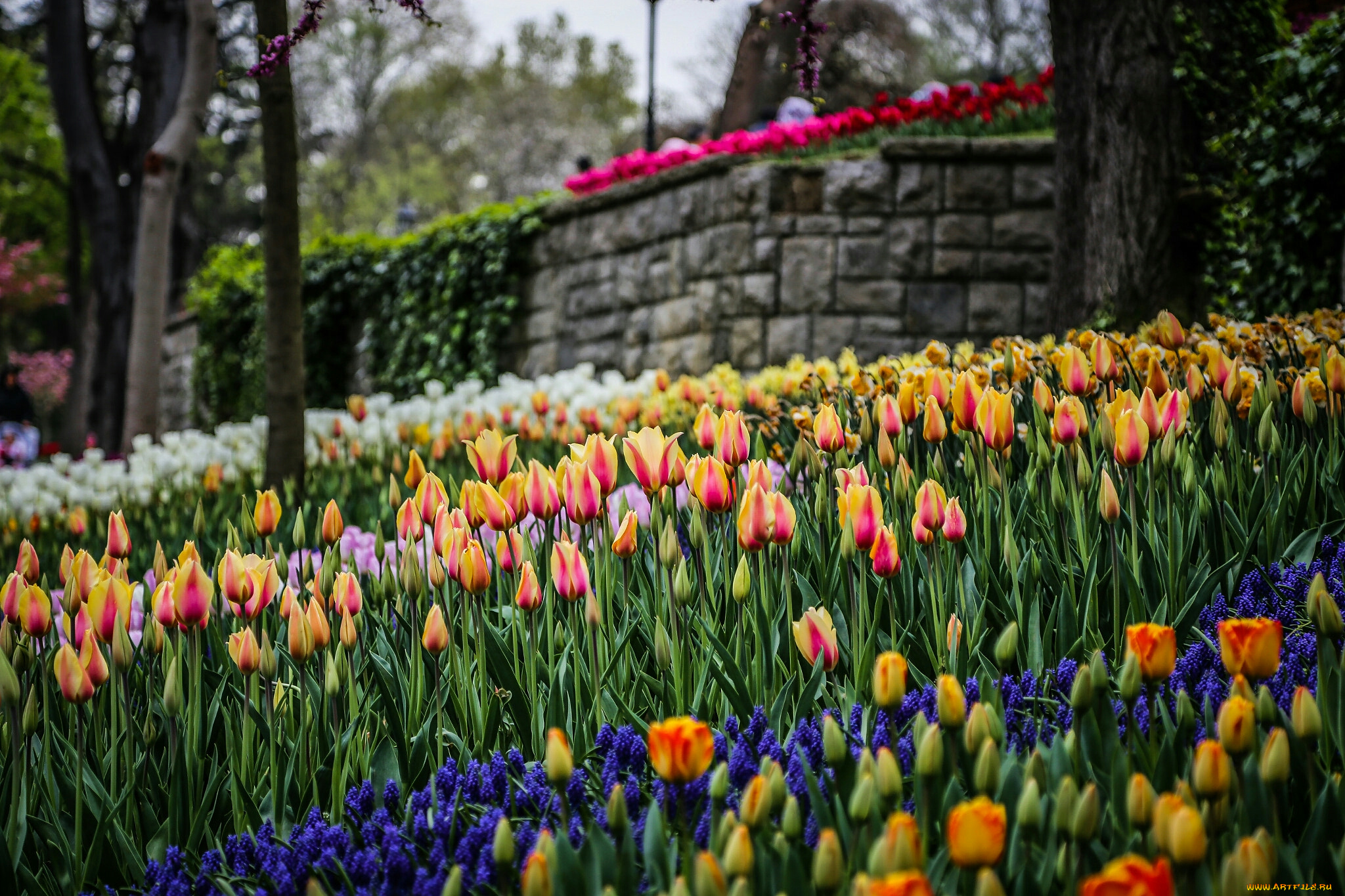 тюльпаны, цветы, разные, вместе, боке, природа
