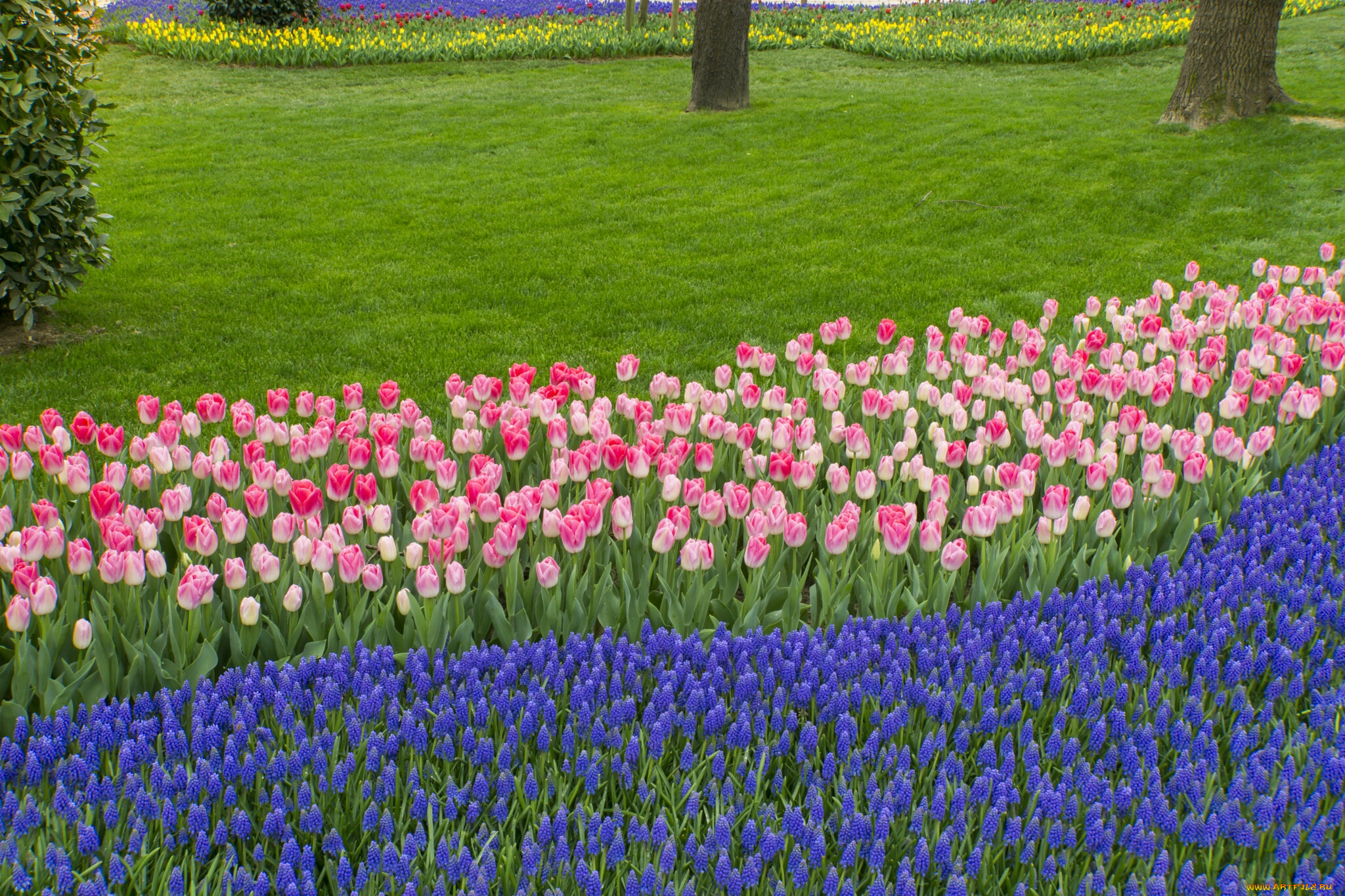 тюльпаны, цветы, разные, вместе, клумба, природа