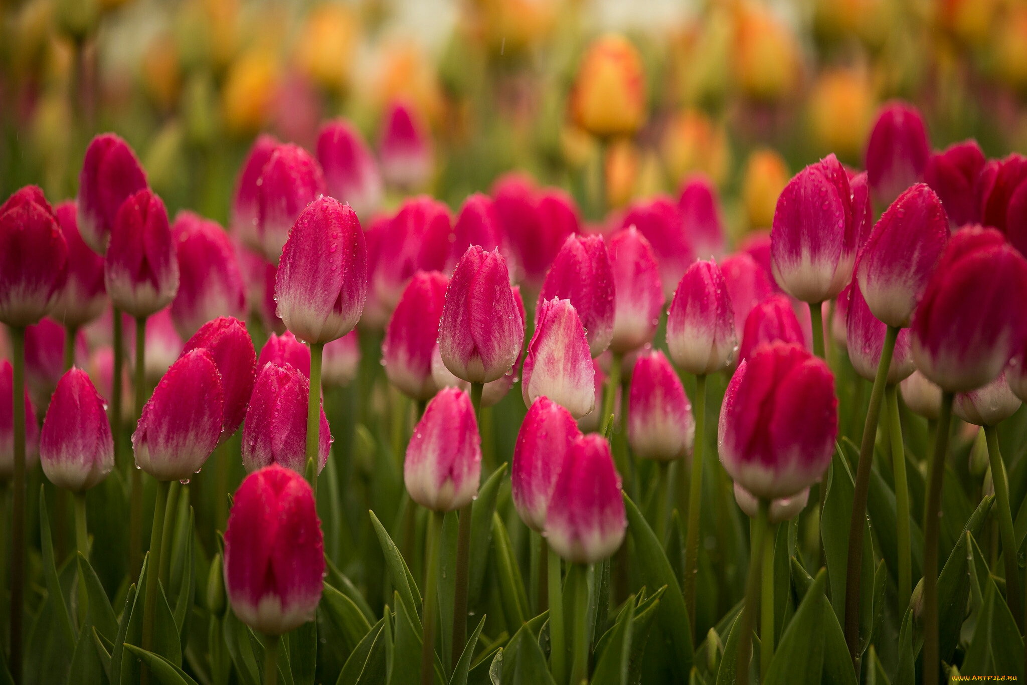 тюльпаны, цветы, природа