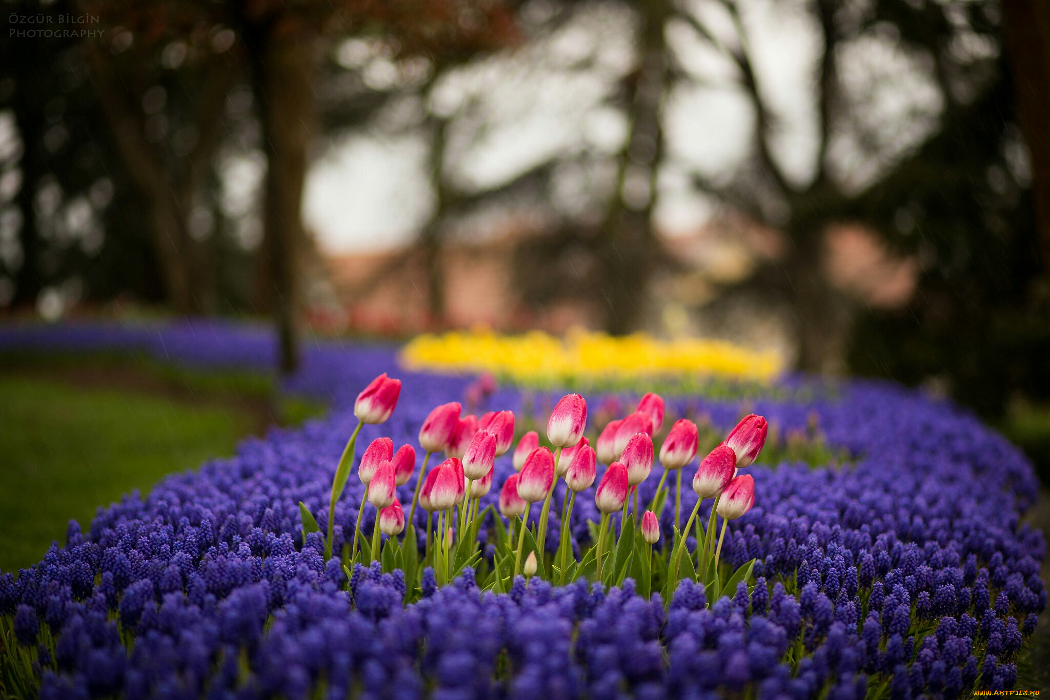 тюльпаны, цветы, разные, вместе, клумба, природа
