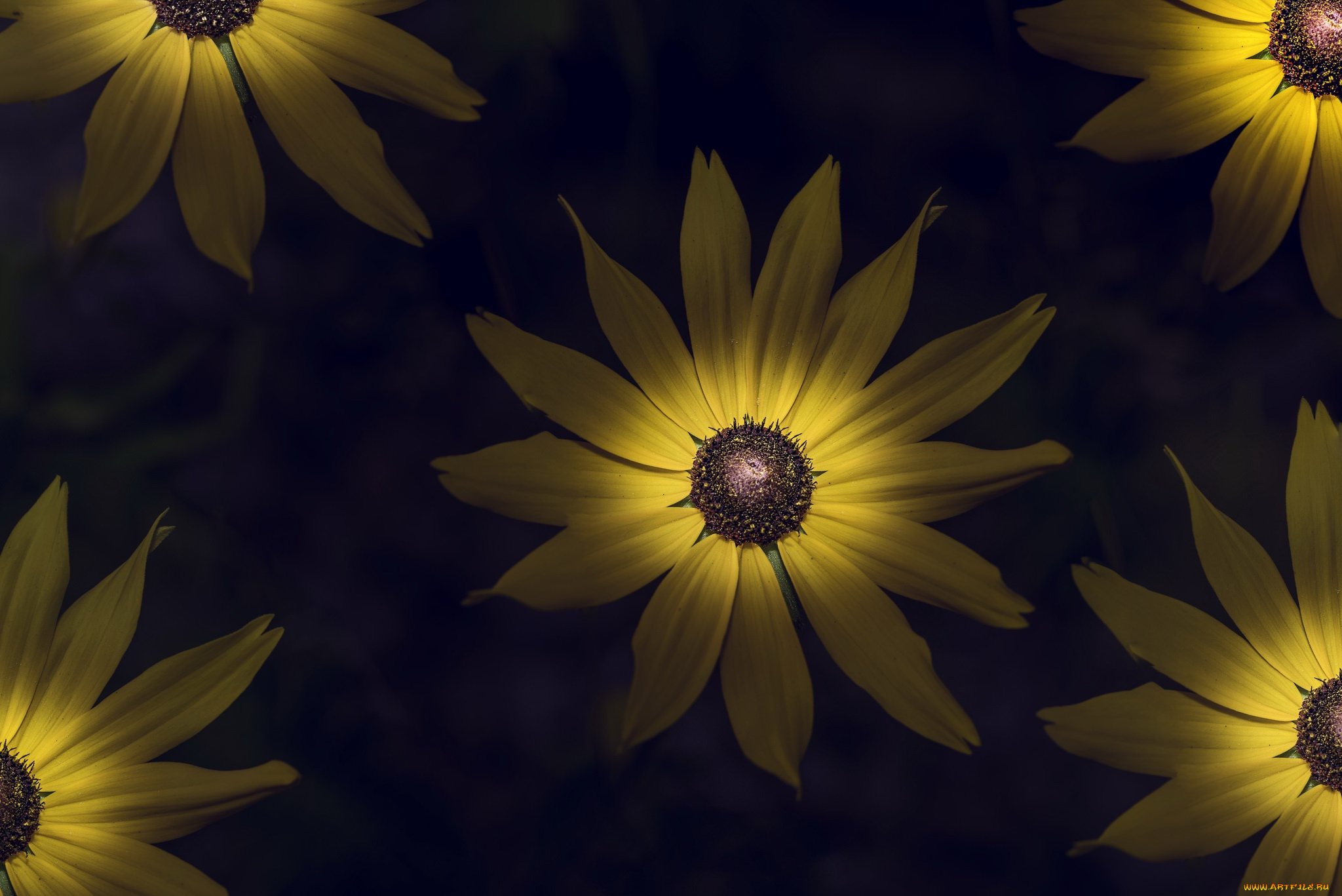 цветы, подсолнухи
