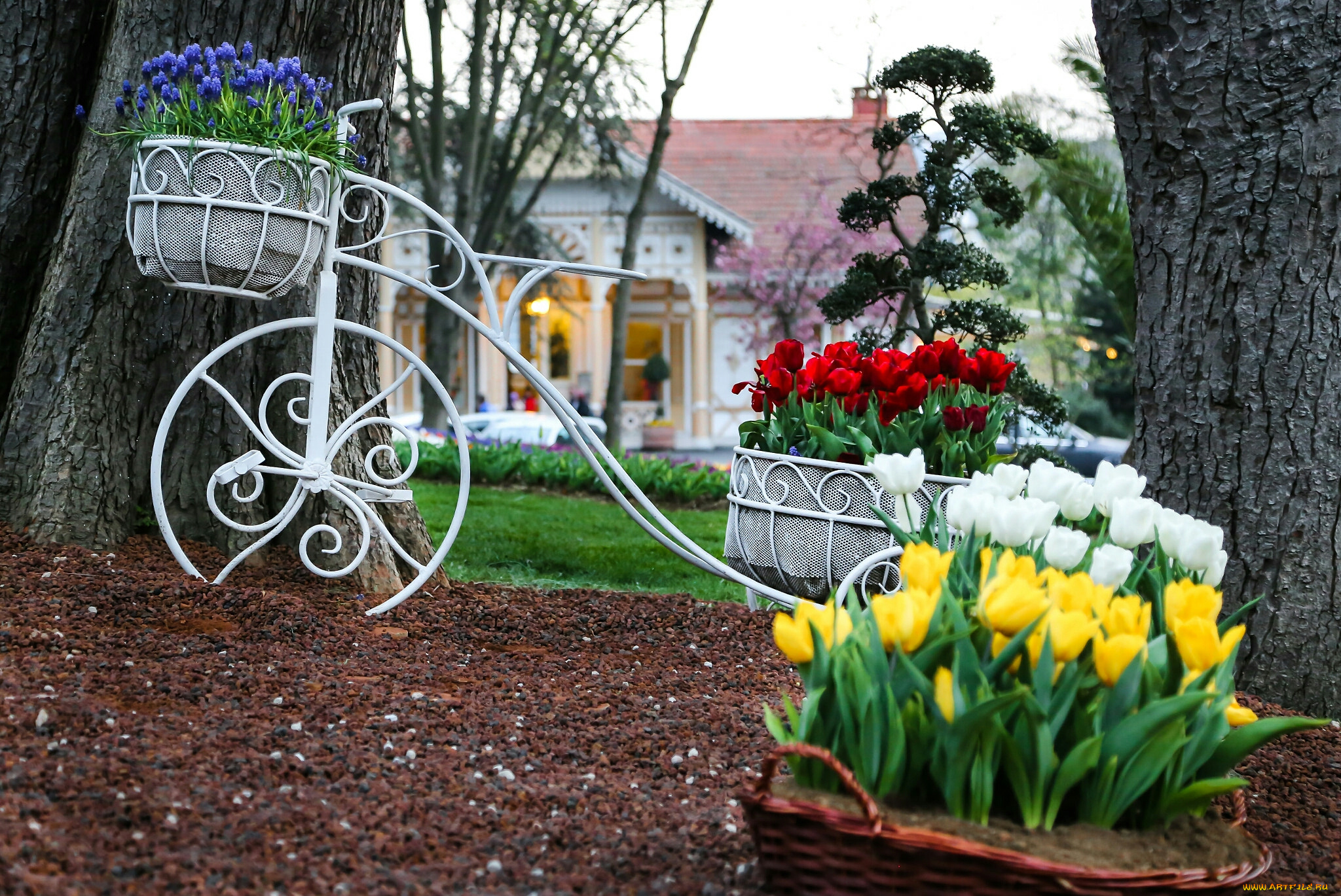 тюльпаны, цветы, природа, клумба