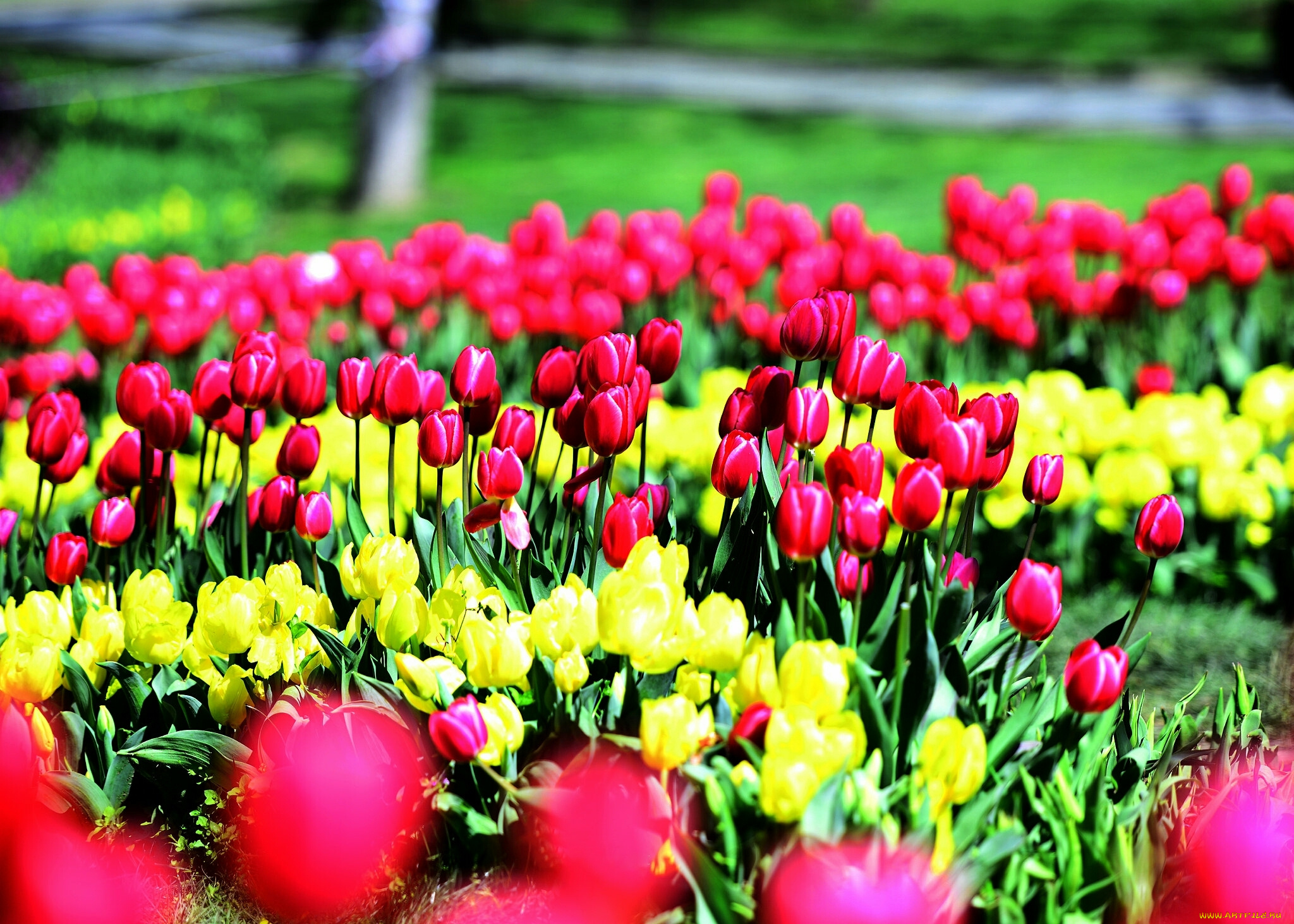 тюльпаны, цветы, природа, клумба