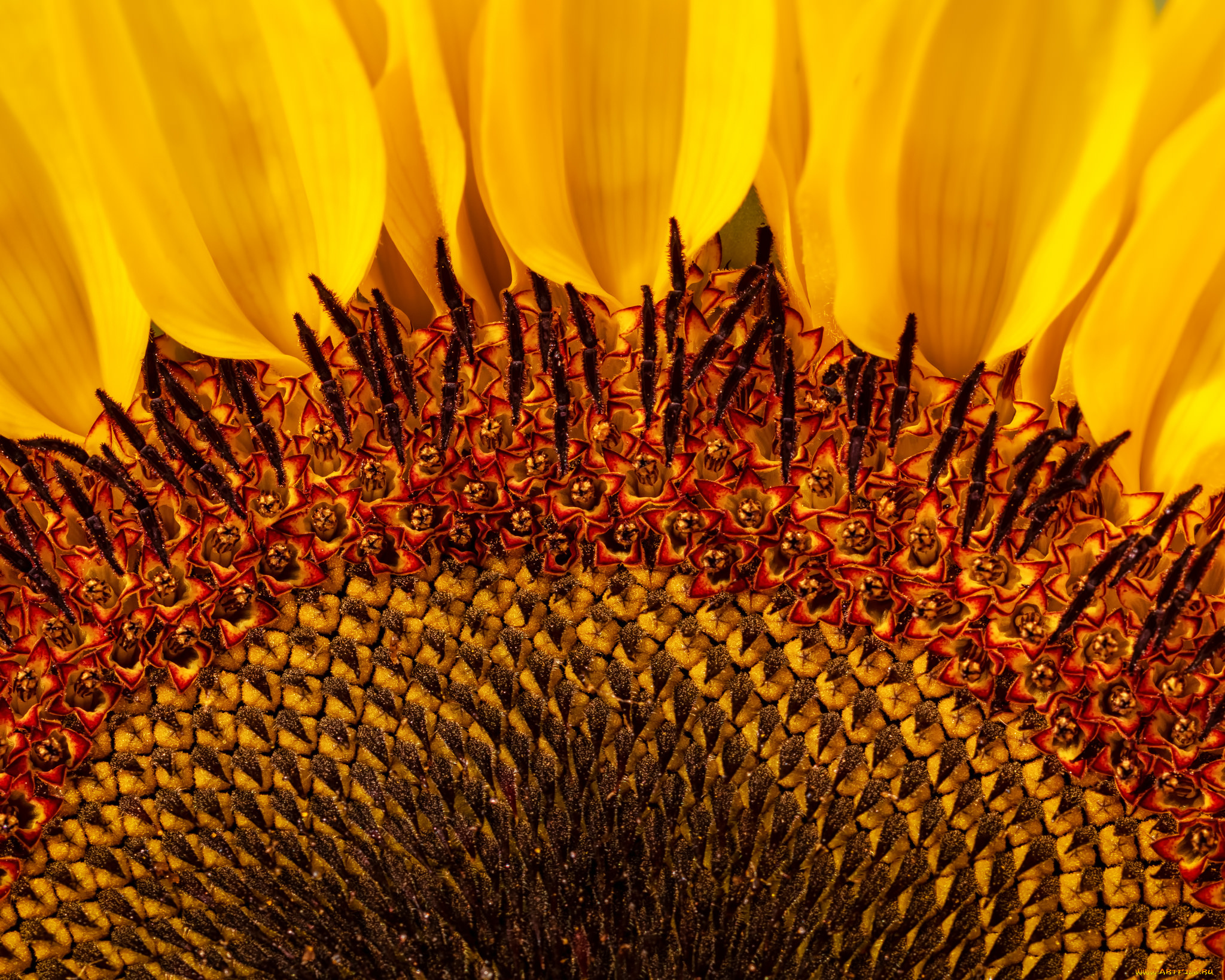 цветы, подсолнухи, макро