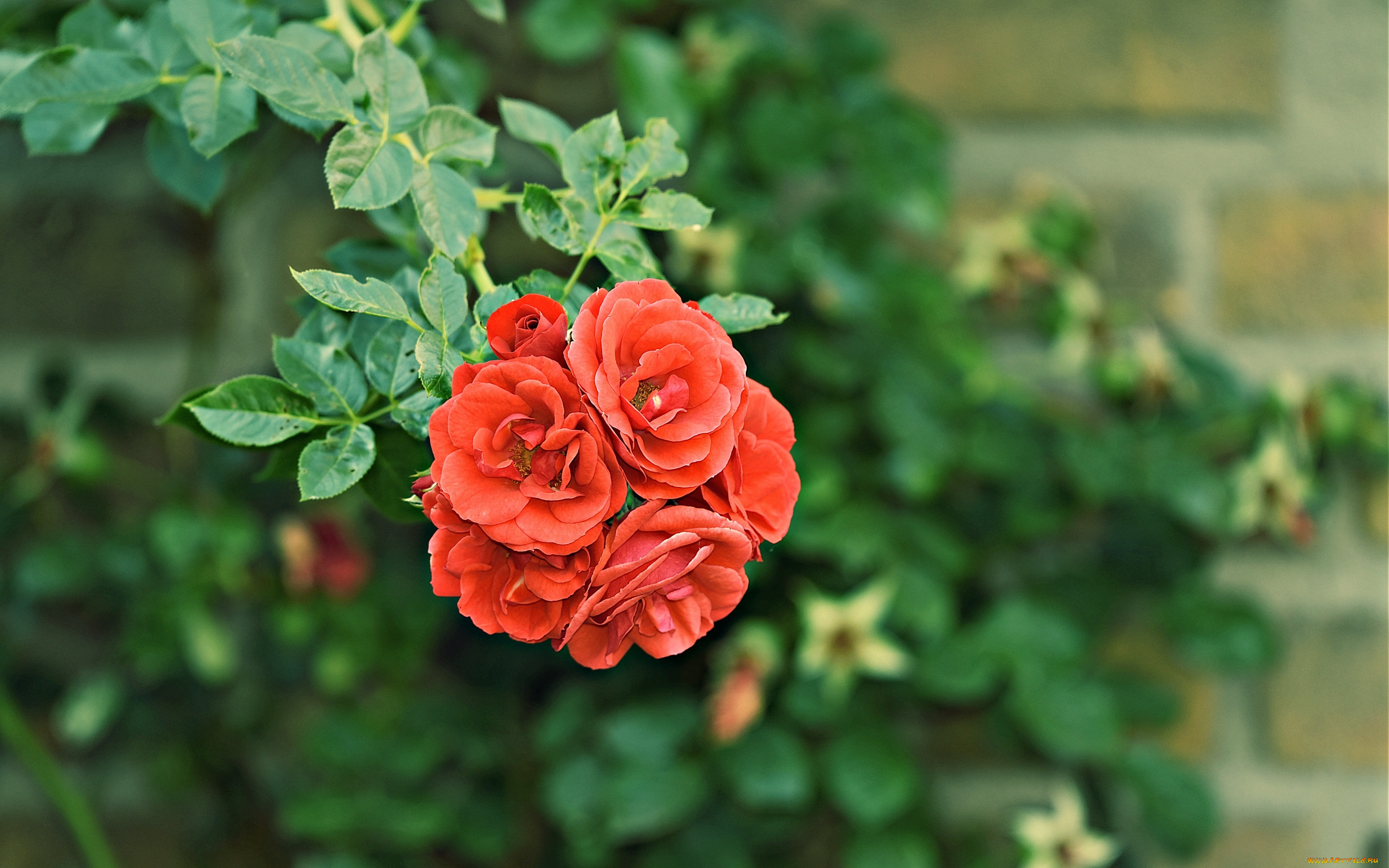 цветы, розы, ветка