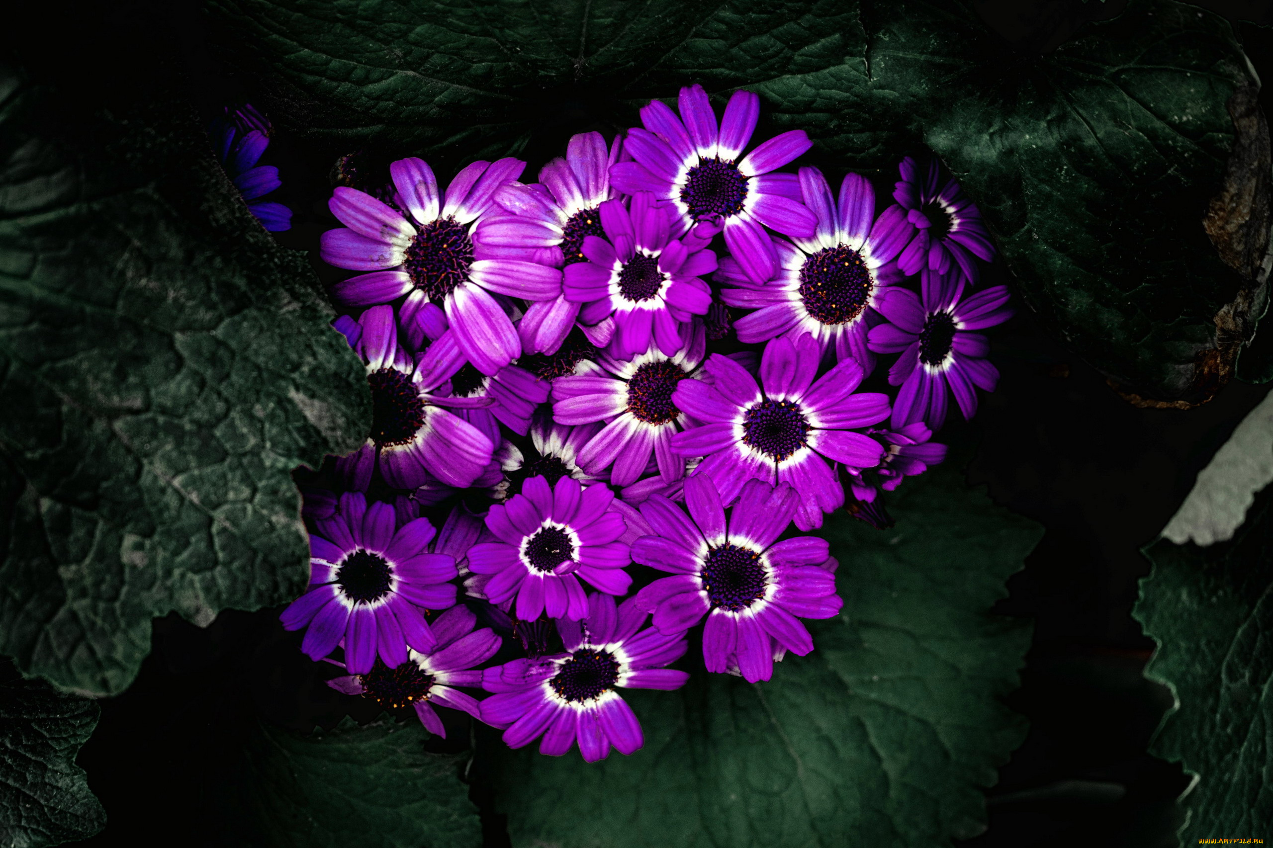 цветы, цинерария, лиловый