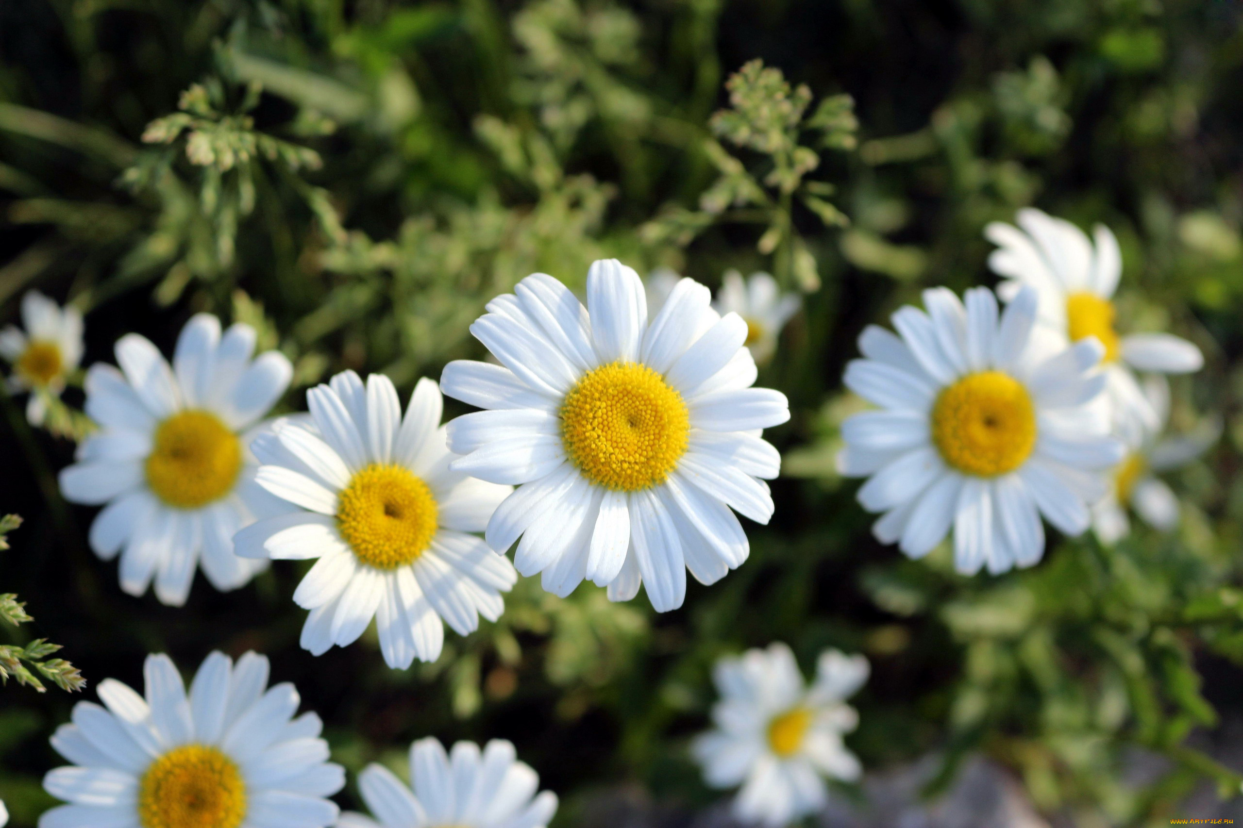 цветы, ромашки, белый