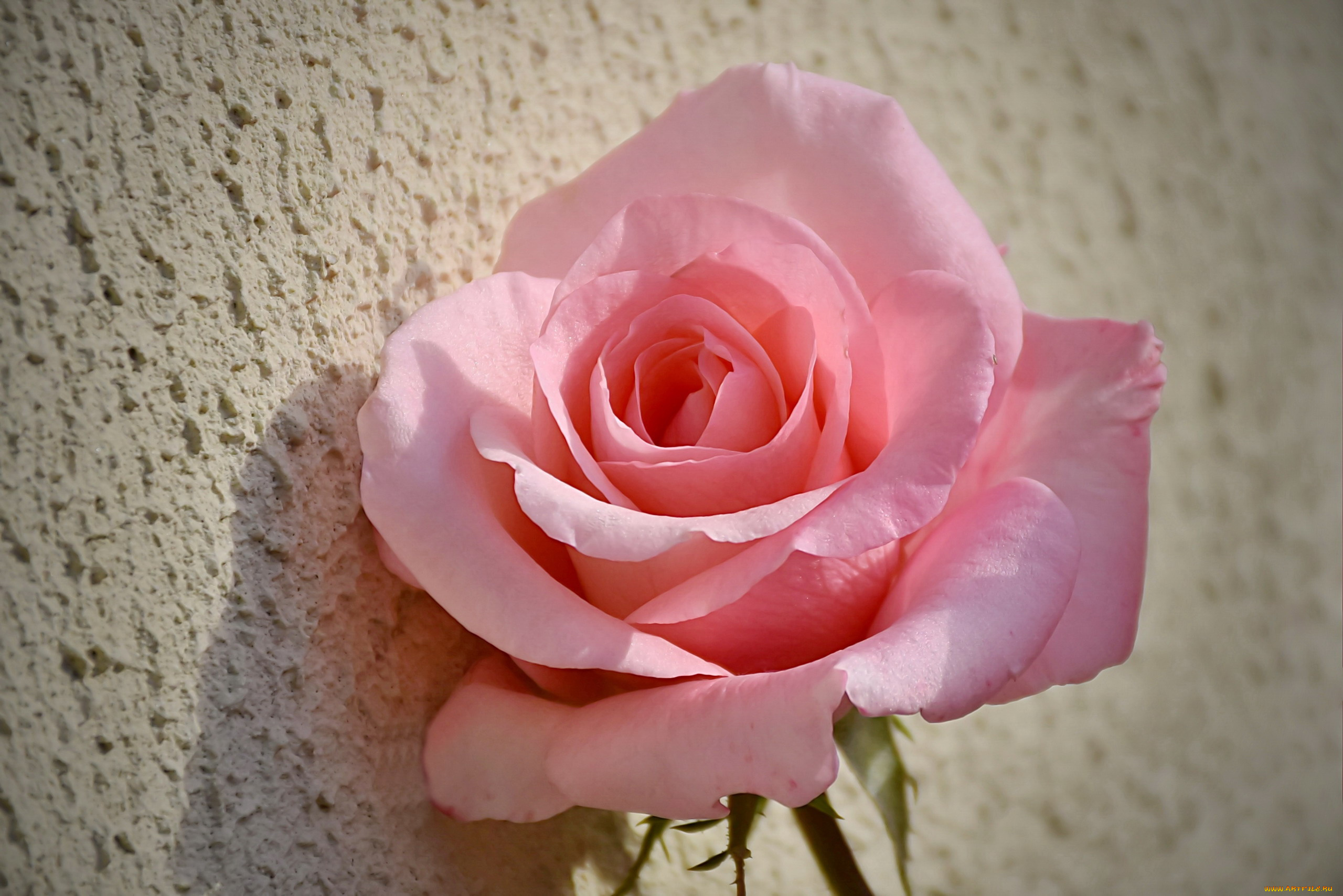 цветы, розы, розовый