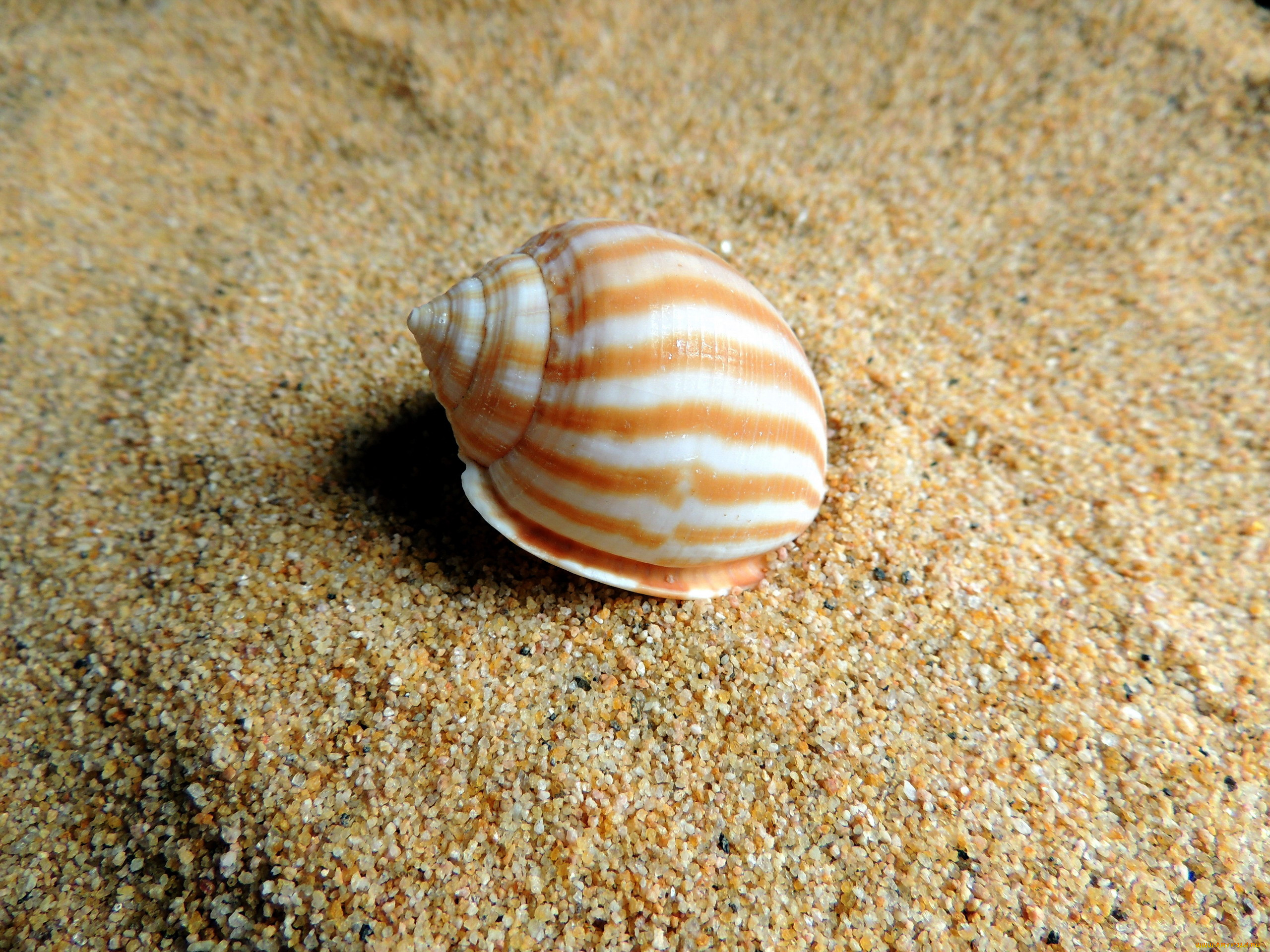 разное, ракушки, , кораллы, , декоративные, и, spa-камни