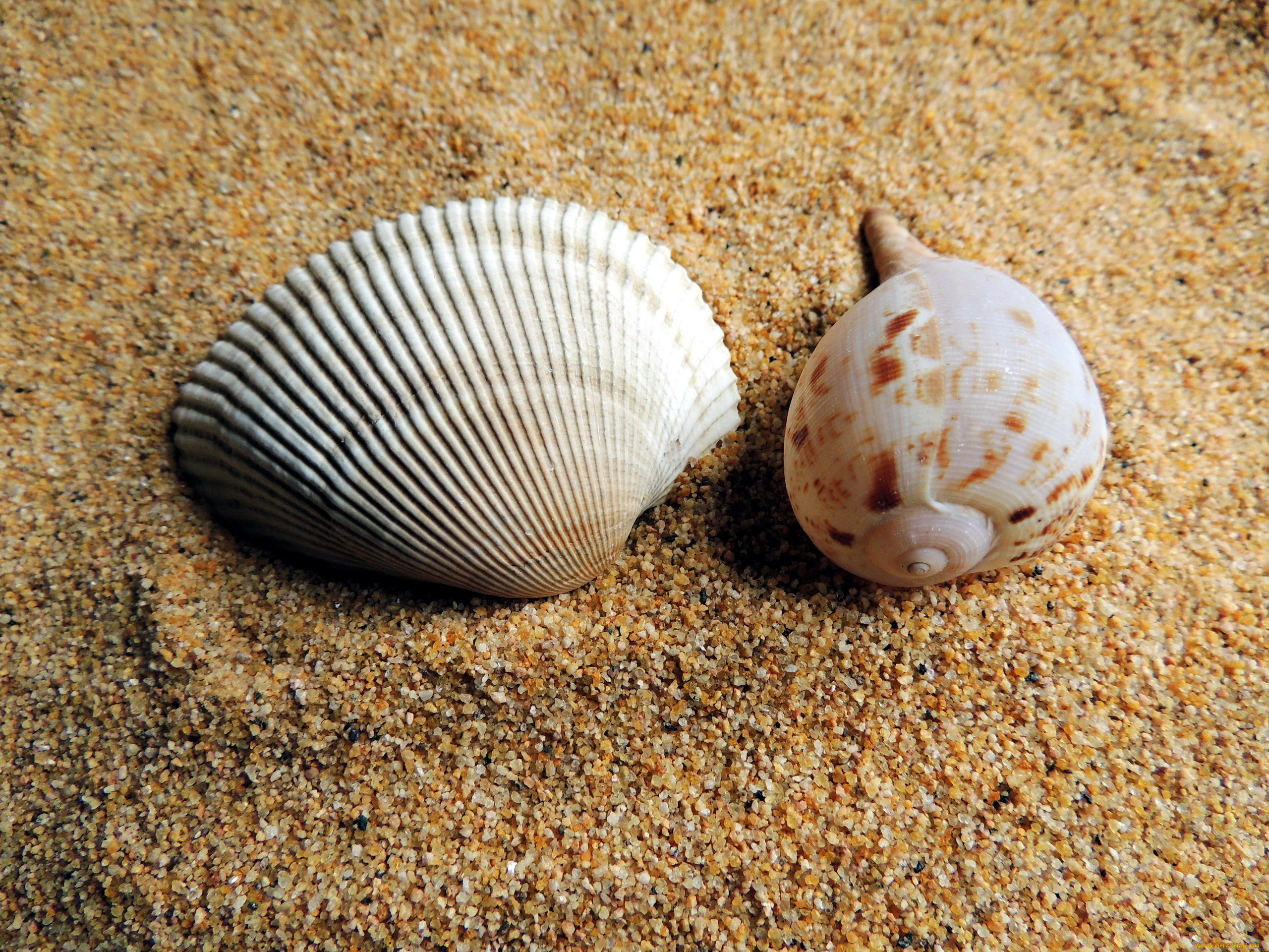 разное, ракушки, , кораллы, , декоративные, и, spa-камни