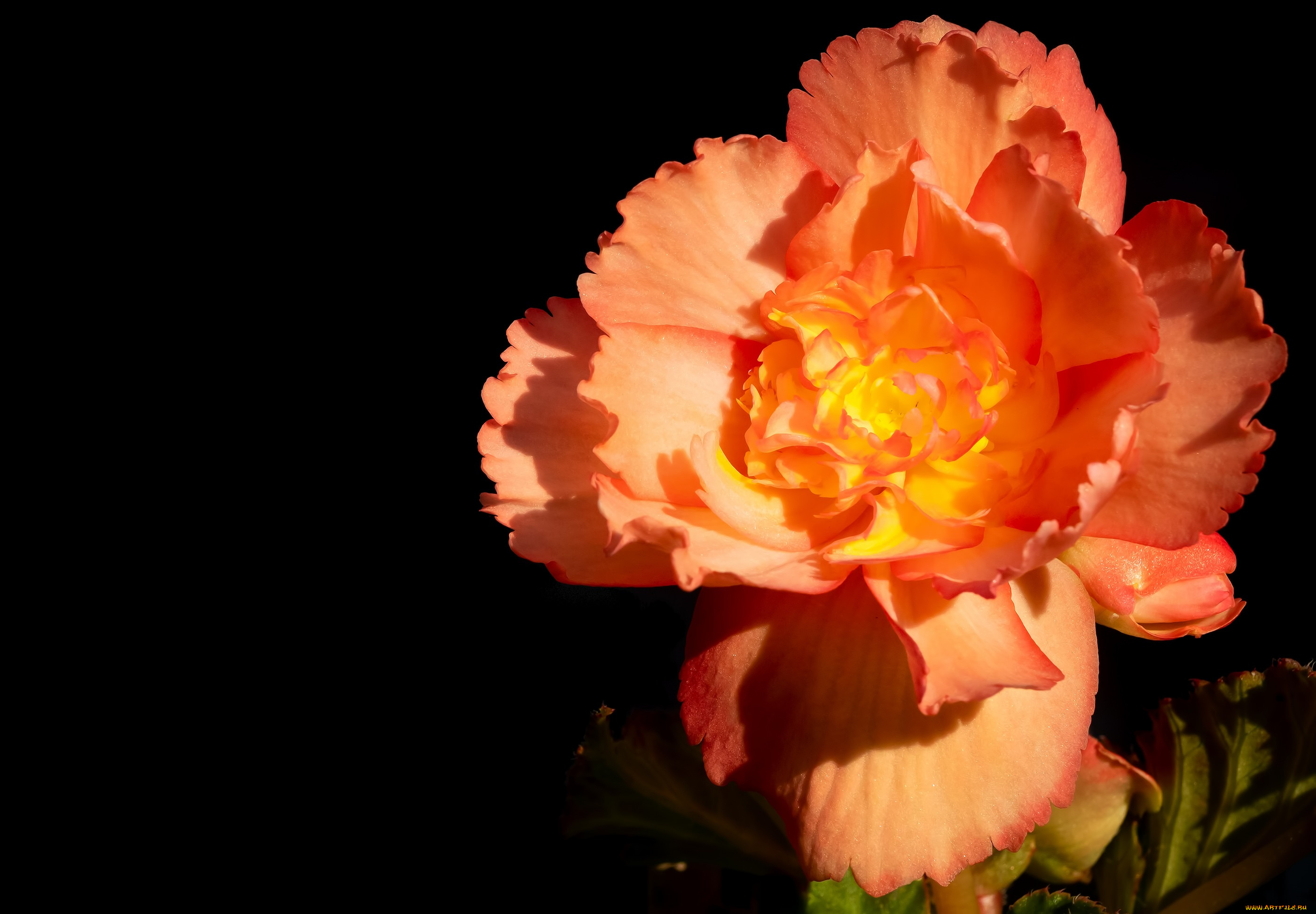 цветы, гвоздики, гвоздика