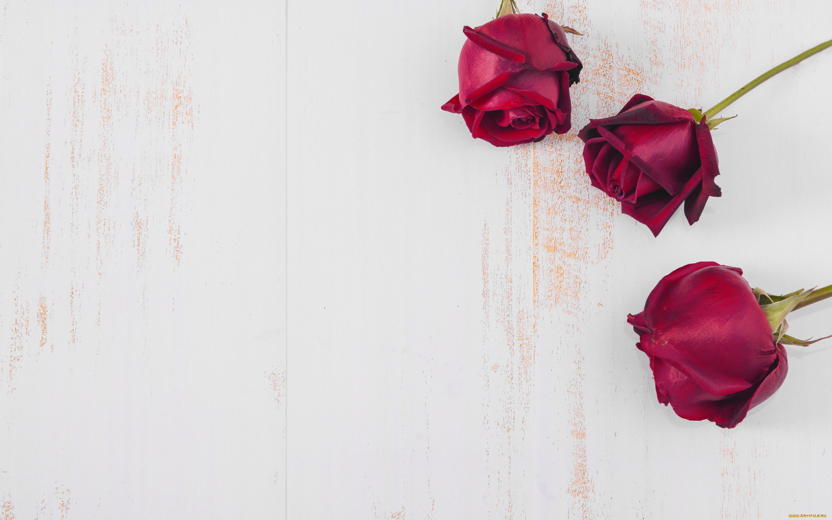 цветы, розы, бутоны