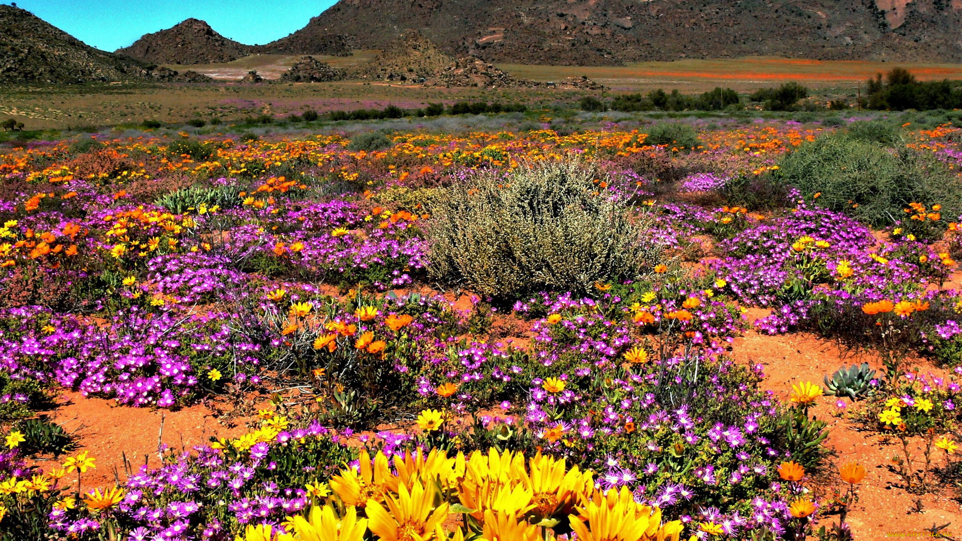 namaqua, national, park, south, africa, природа, луга, namaqua, national, park, south, africa