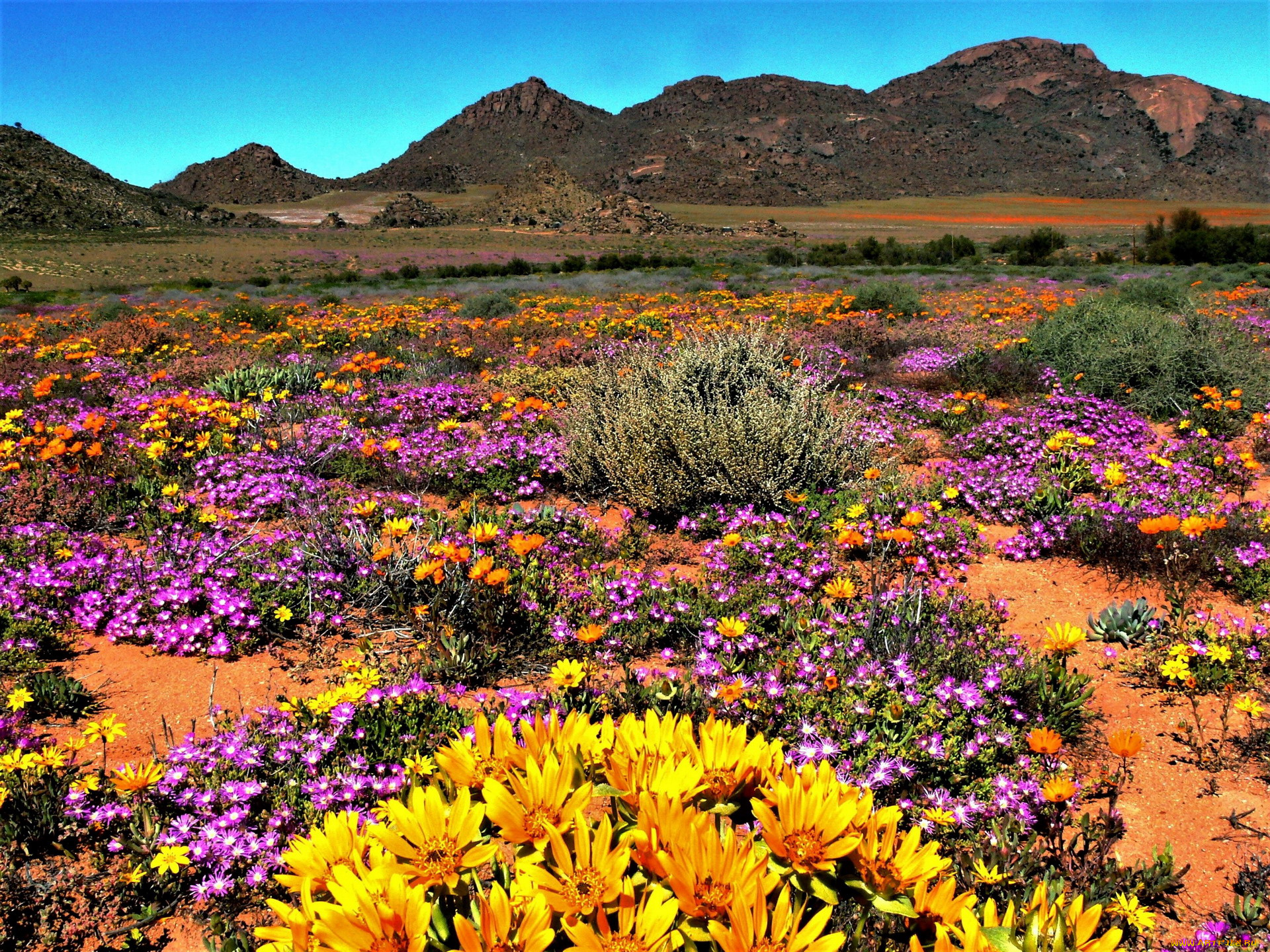 namaqua, national, park, south, africa, природа, луга, namaqua, national, park, south, africa
