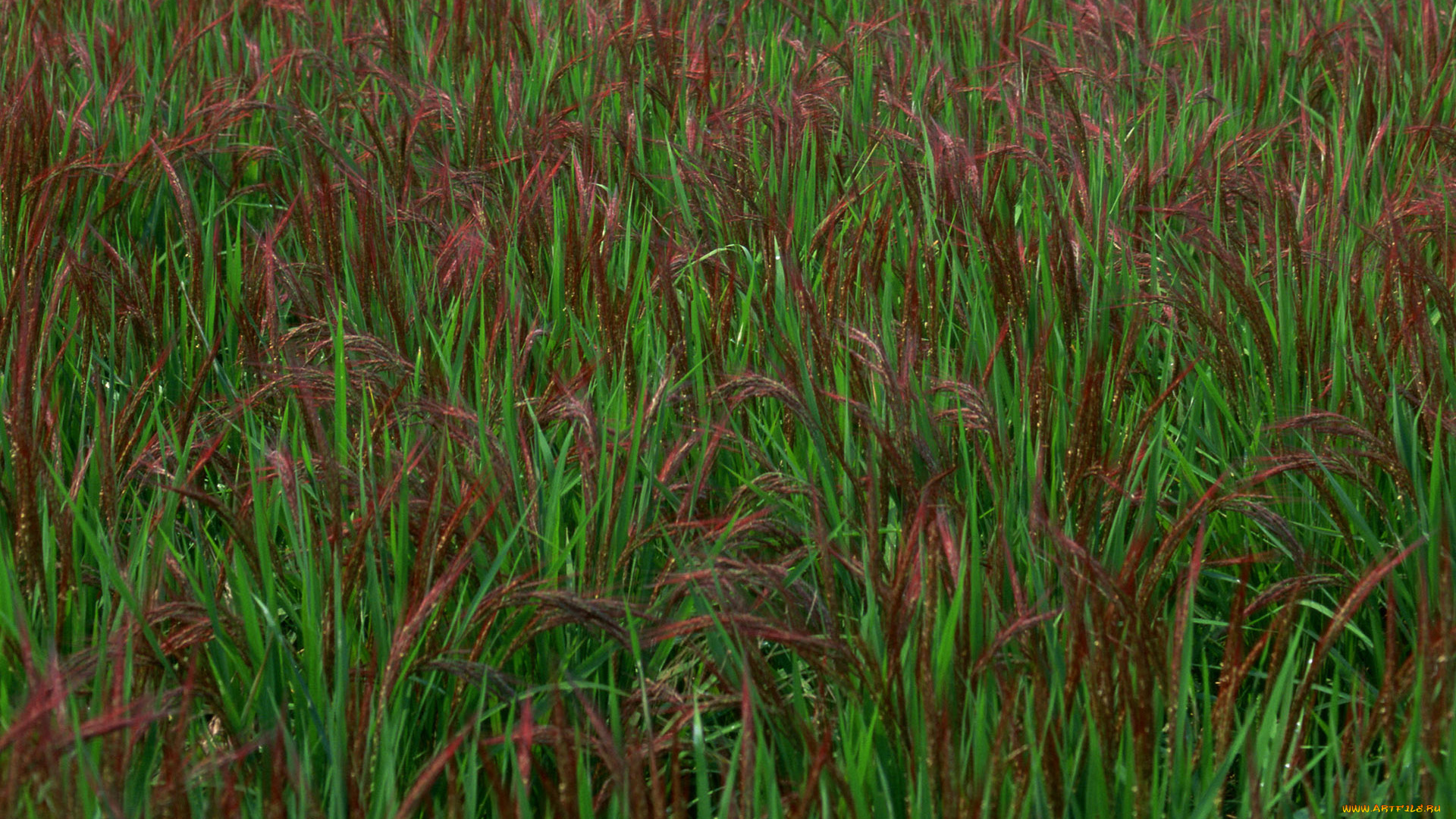 природа, поля, поле, рис