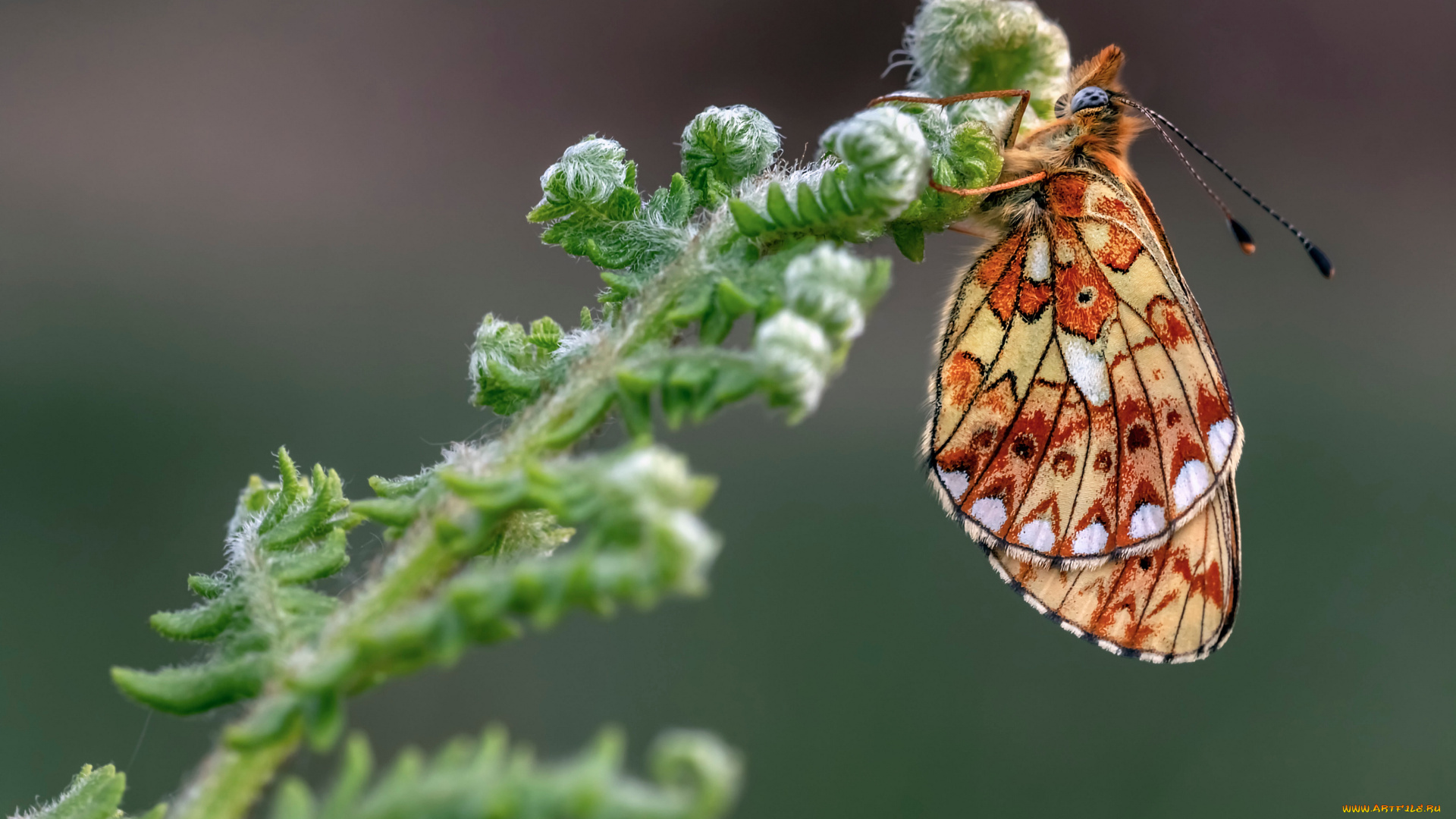 животные, бабочки, , мотыльки, , моли, макро, бабочка, насекомое, перламутровка, эвфросина