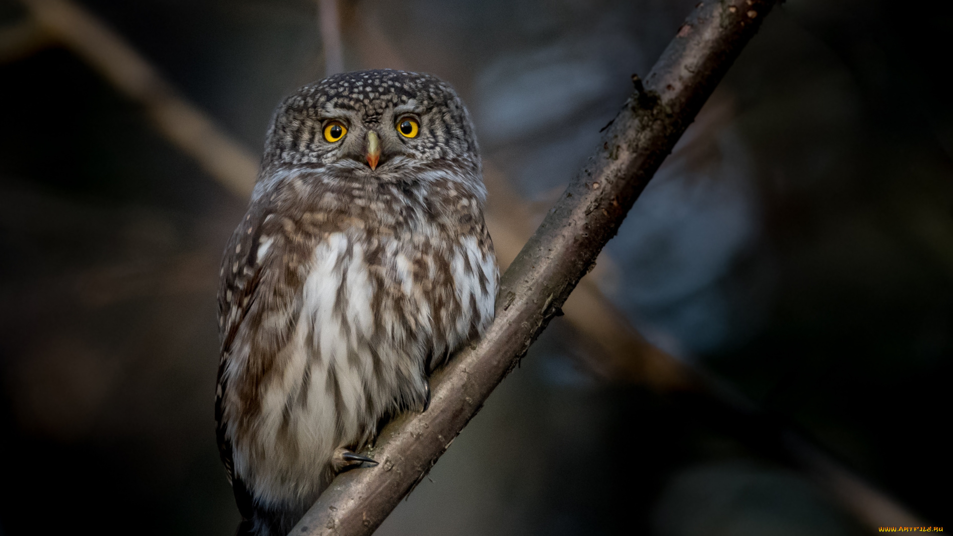 животные, совы, ветки, природа, сова, птица, воробьиный, сыч