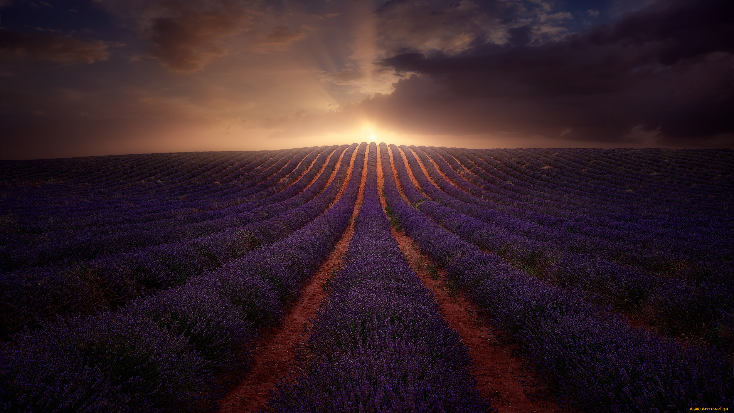 природа, поля, поле, свет, цветы, холм, лаванда
