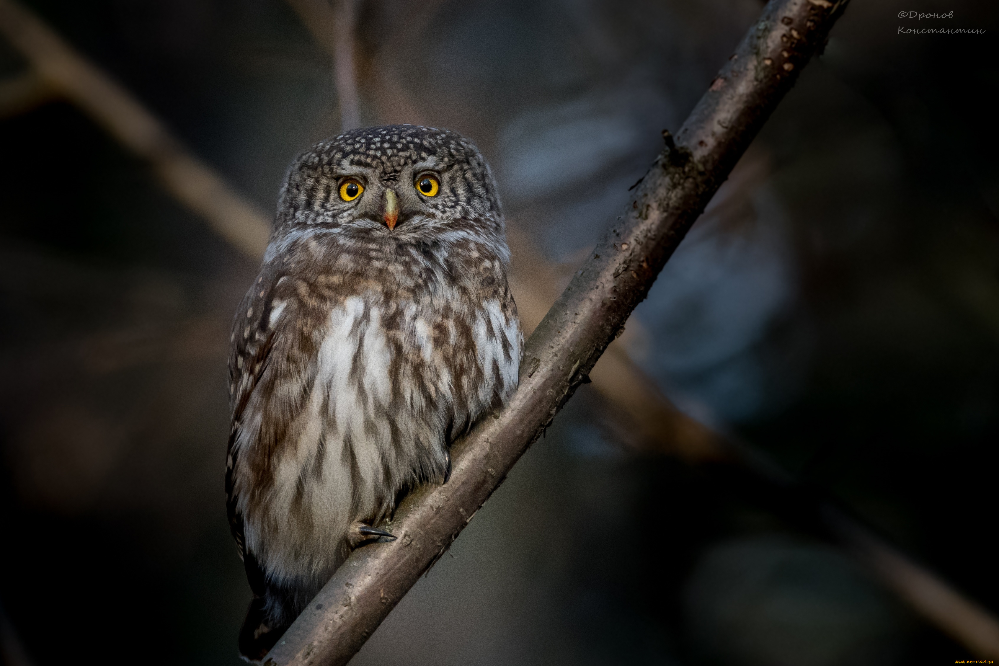 животные, совы, ветки, природа, сова, птица, воробьиный, сыч