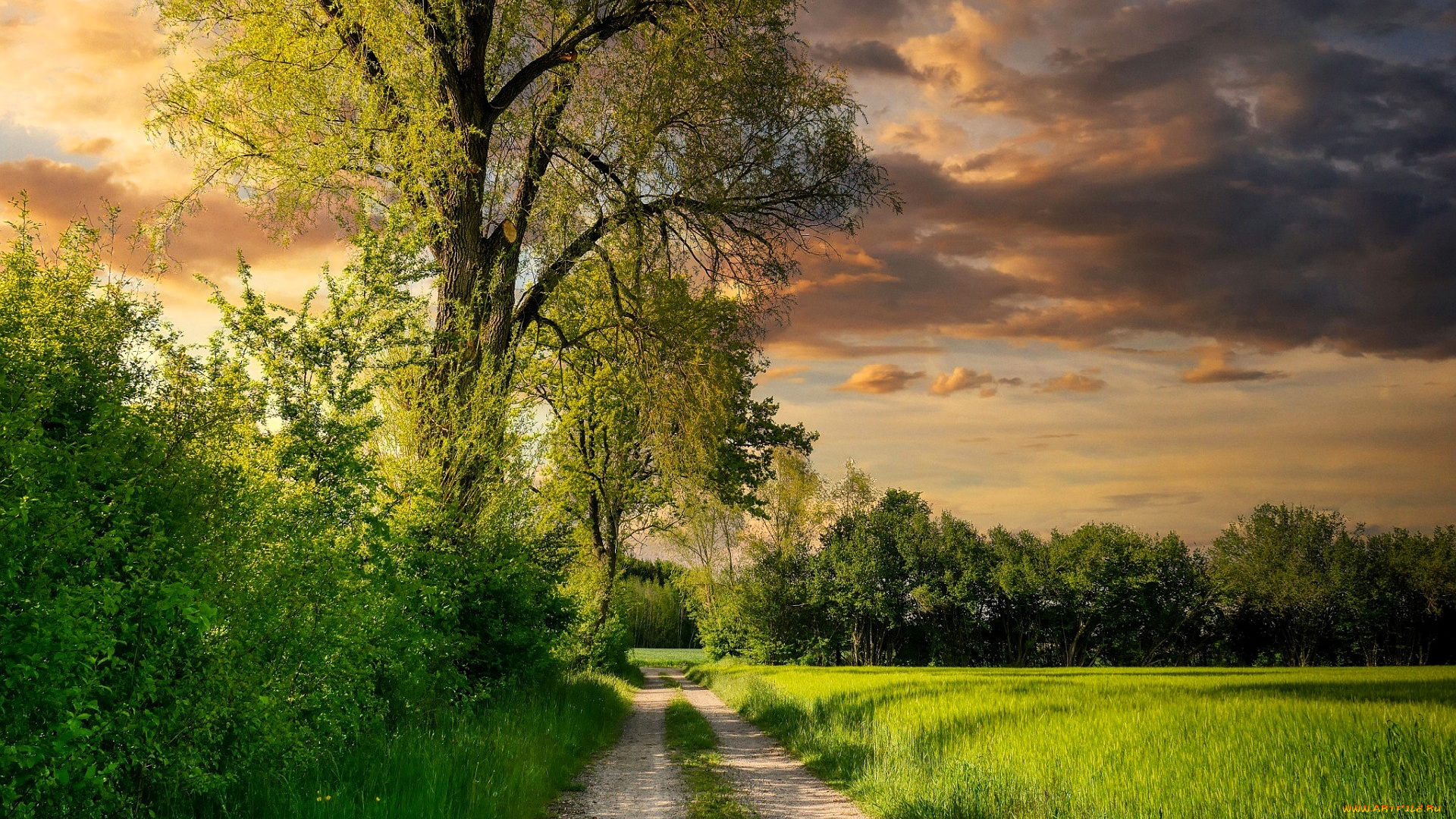 природа, дороги, деревья, кусты, дорога, поле