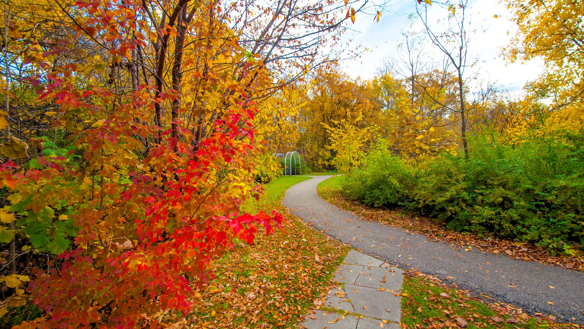 природа, парк, осень, деревья, дорожки, листья