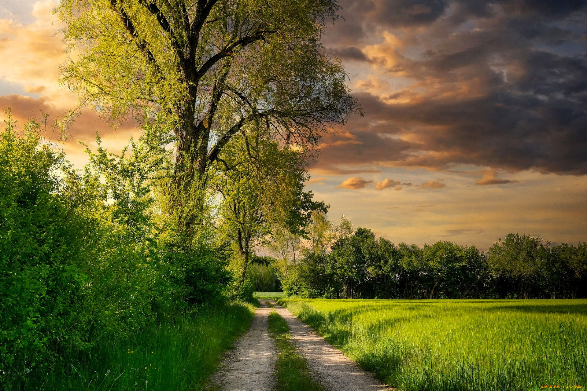 природа, дороги, деревья, кусты, дорога, поле