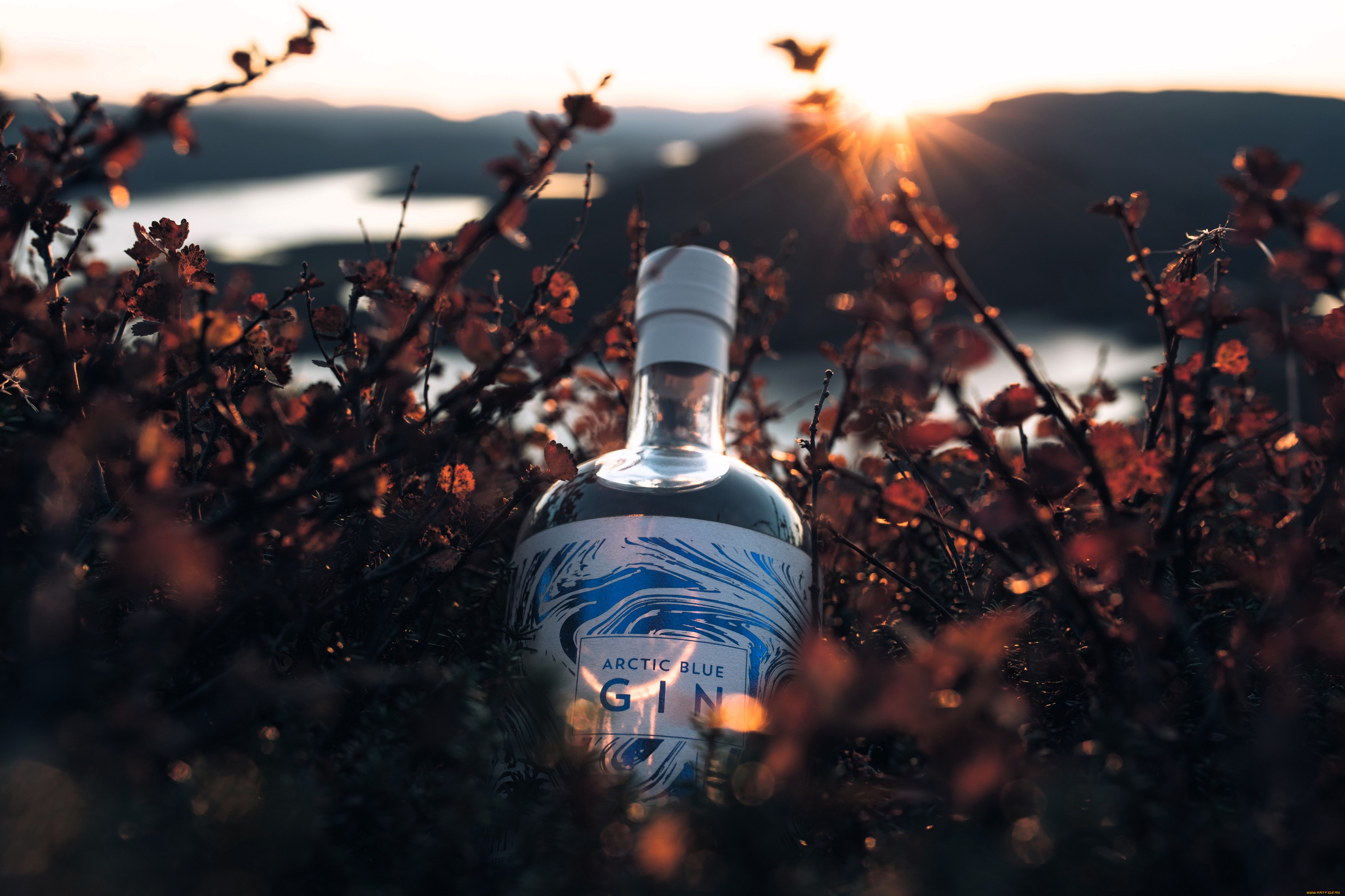 еда, напитки, бутылка, джин, кусты, осень