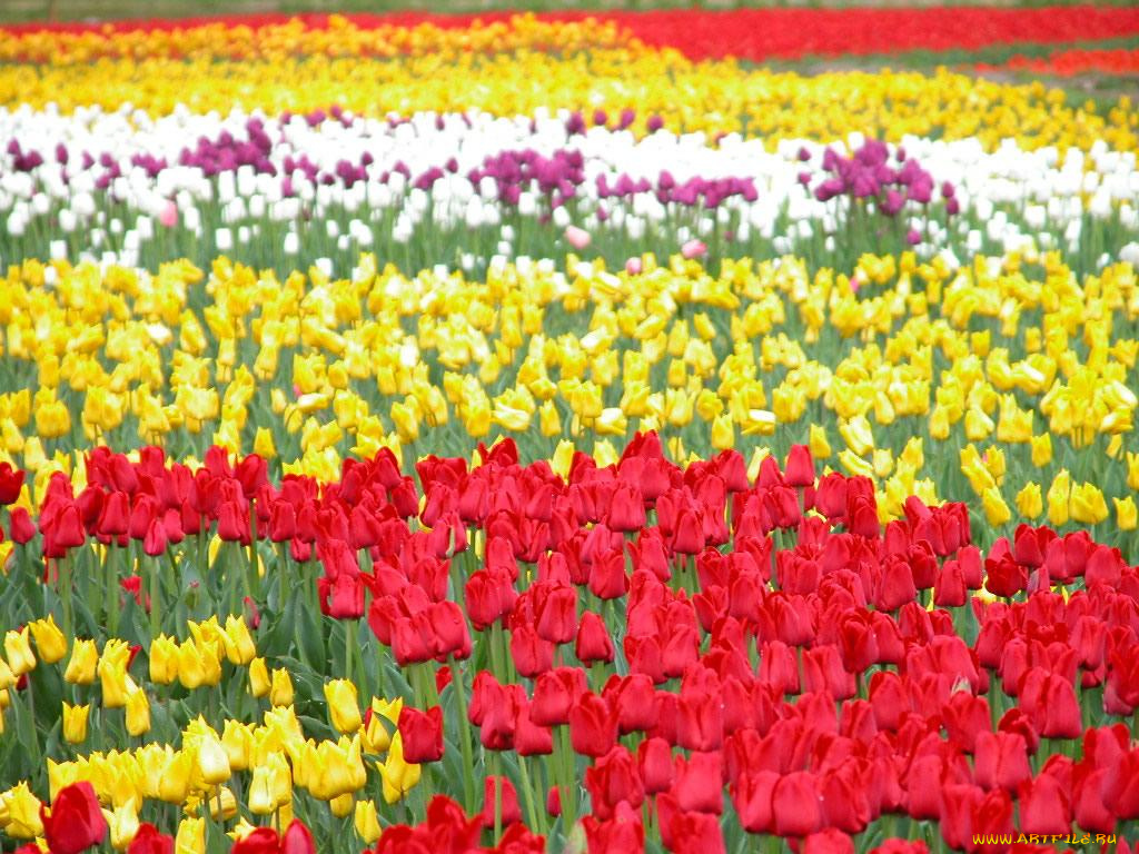 цветы, тюльпаны