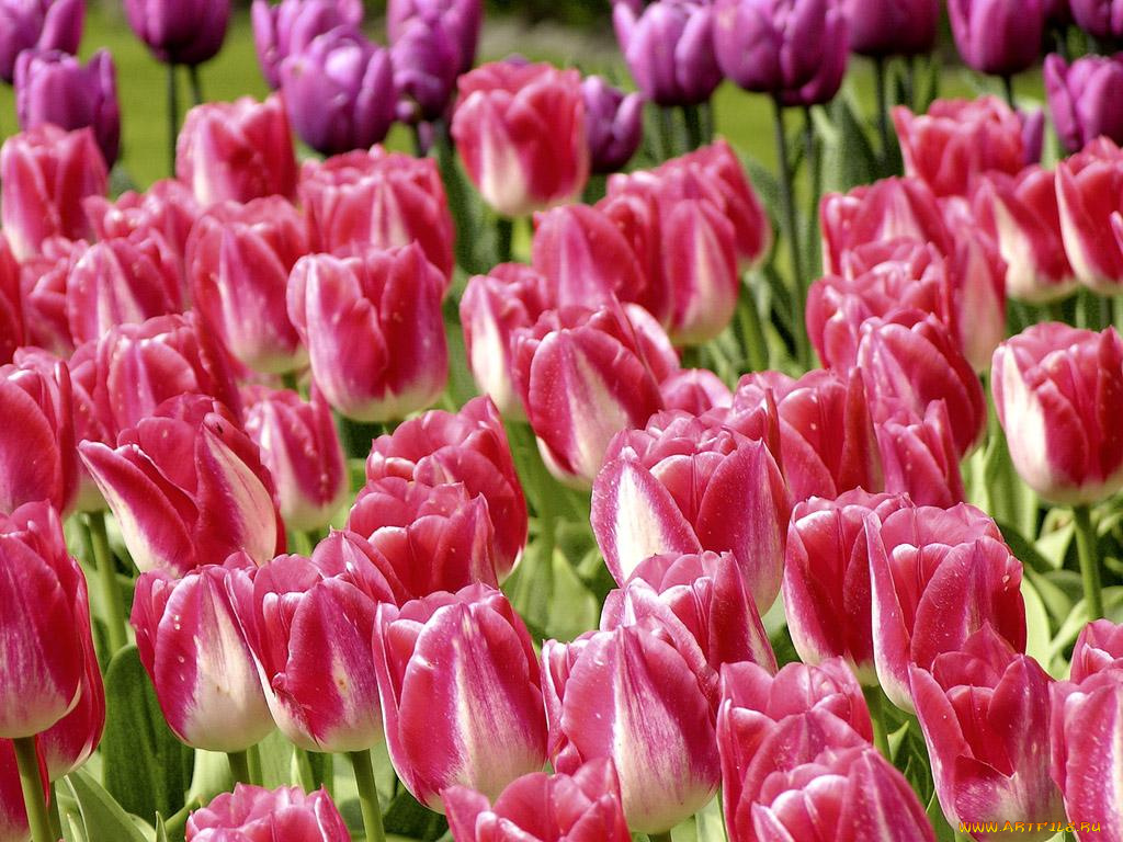 цветы, тюльпаны