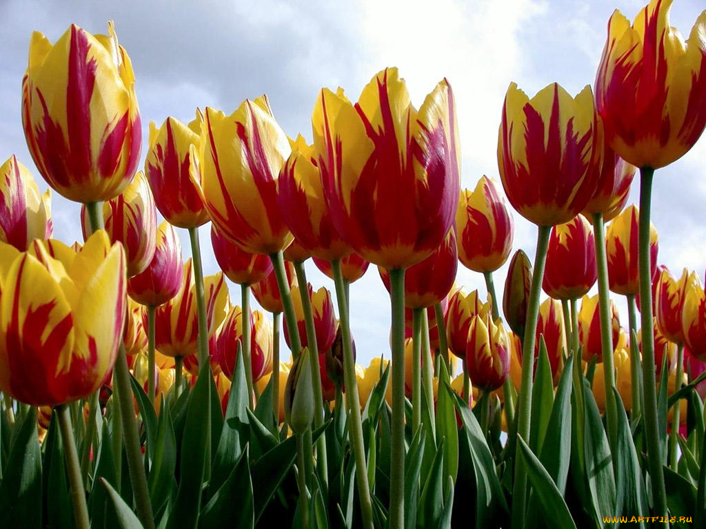 цветы, тюльпаны