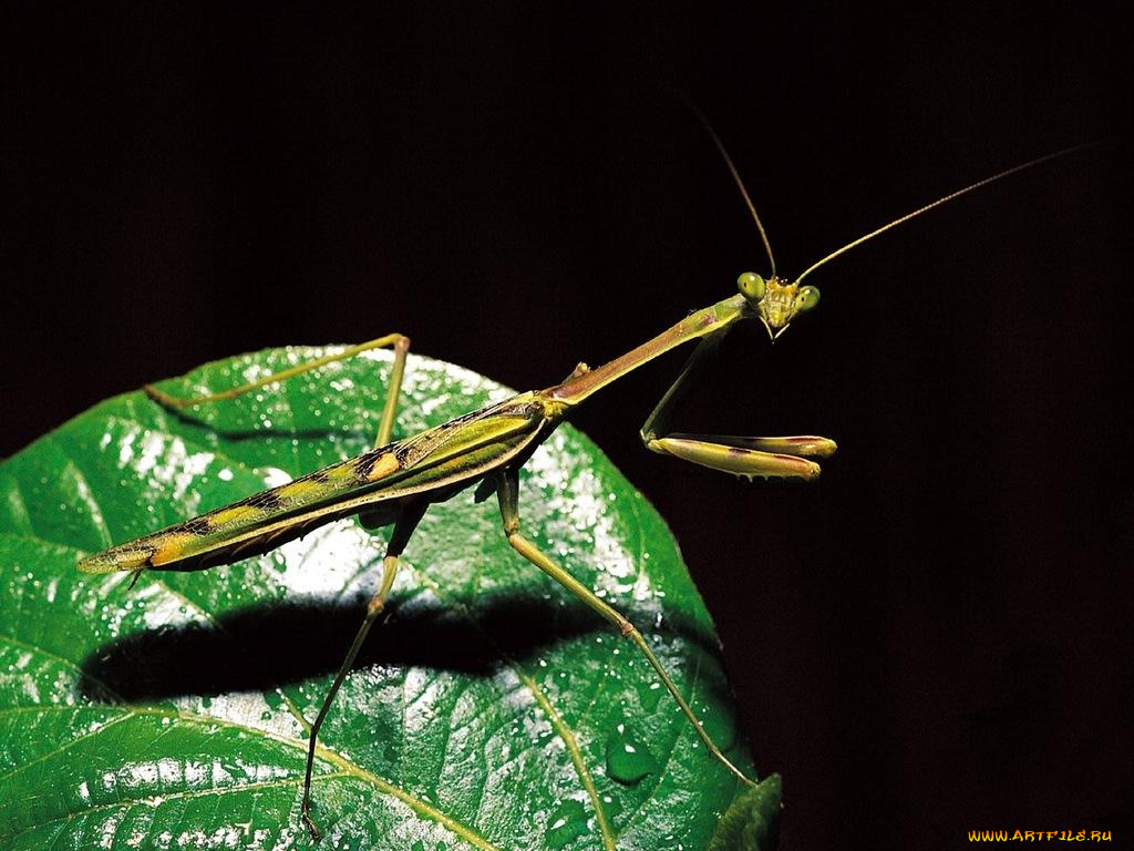 животные, богомолы