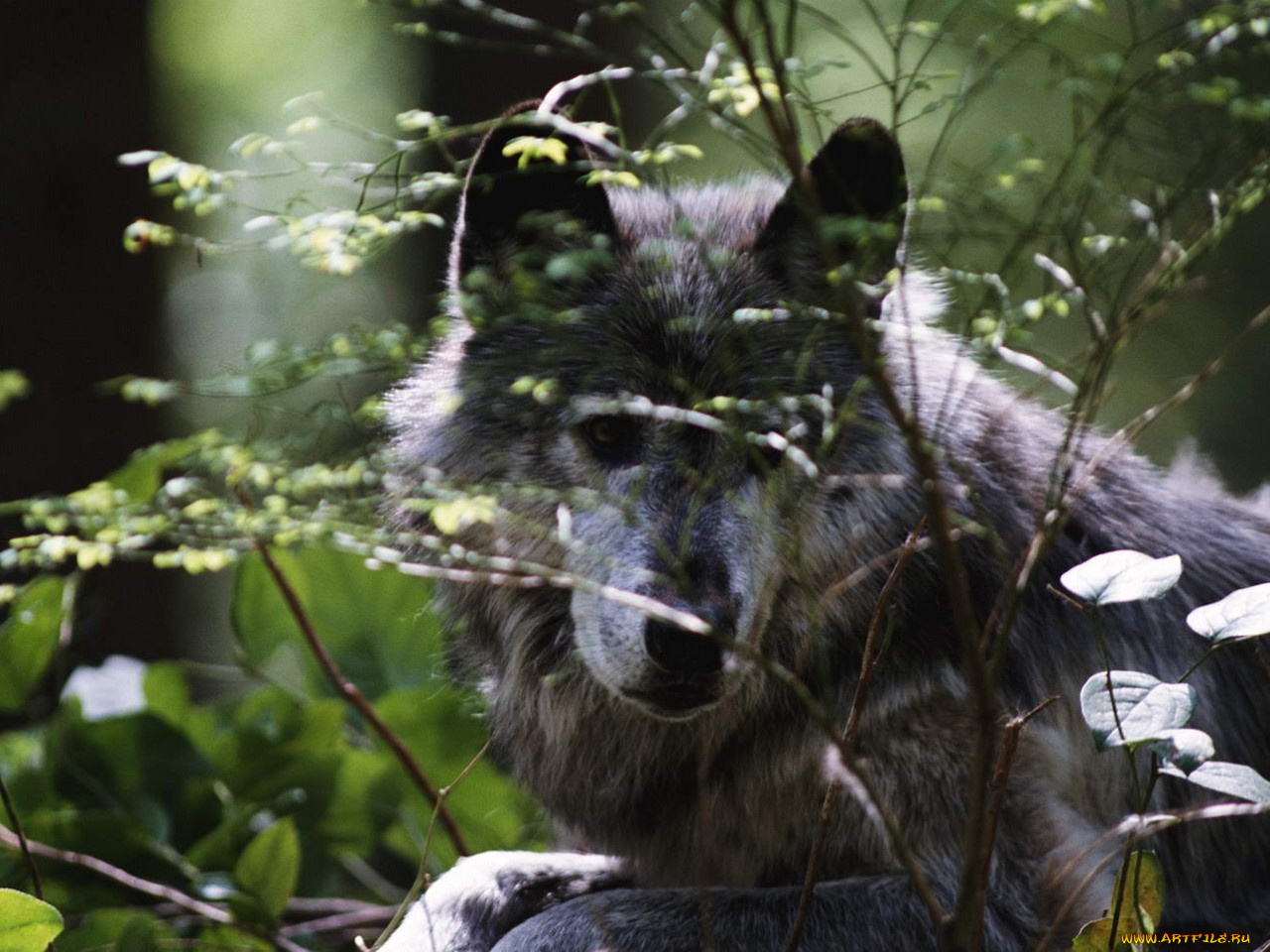 животные, волки