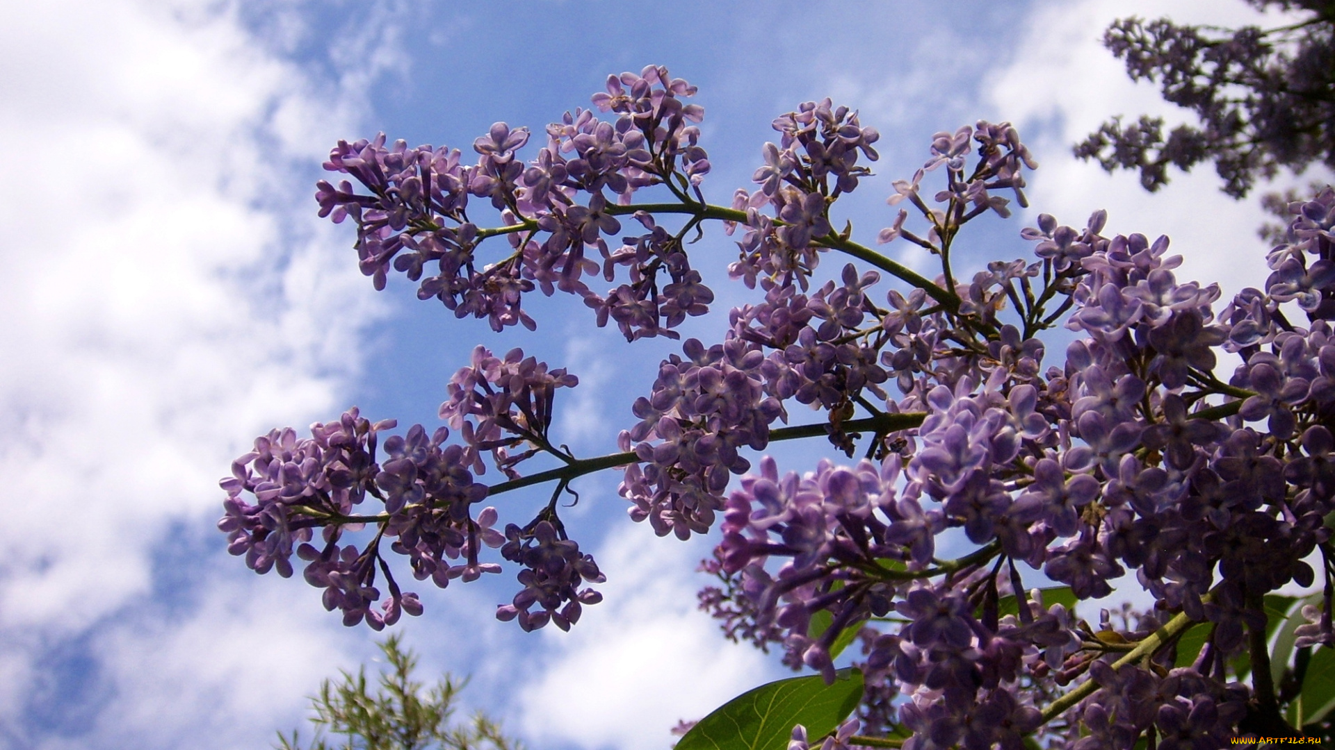 цветы, сирень