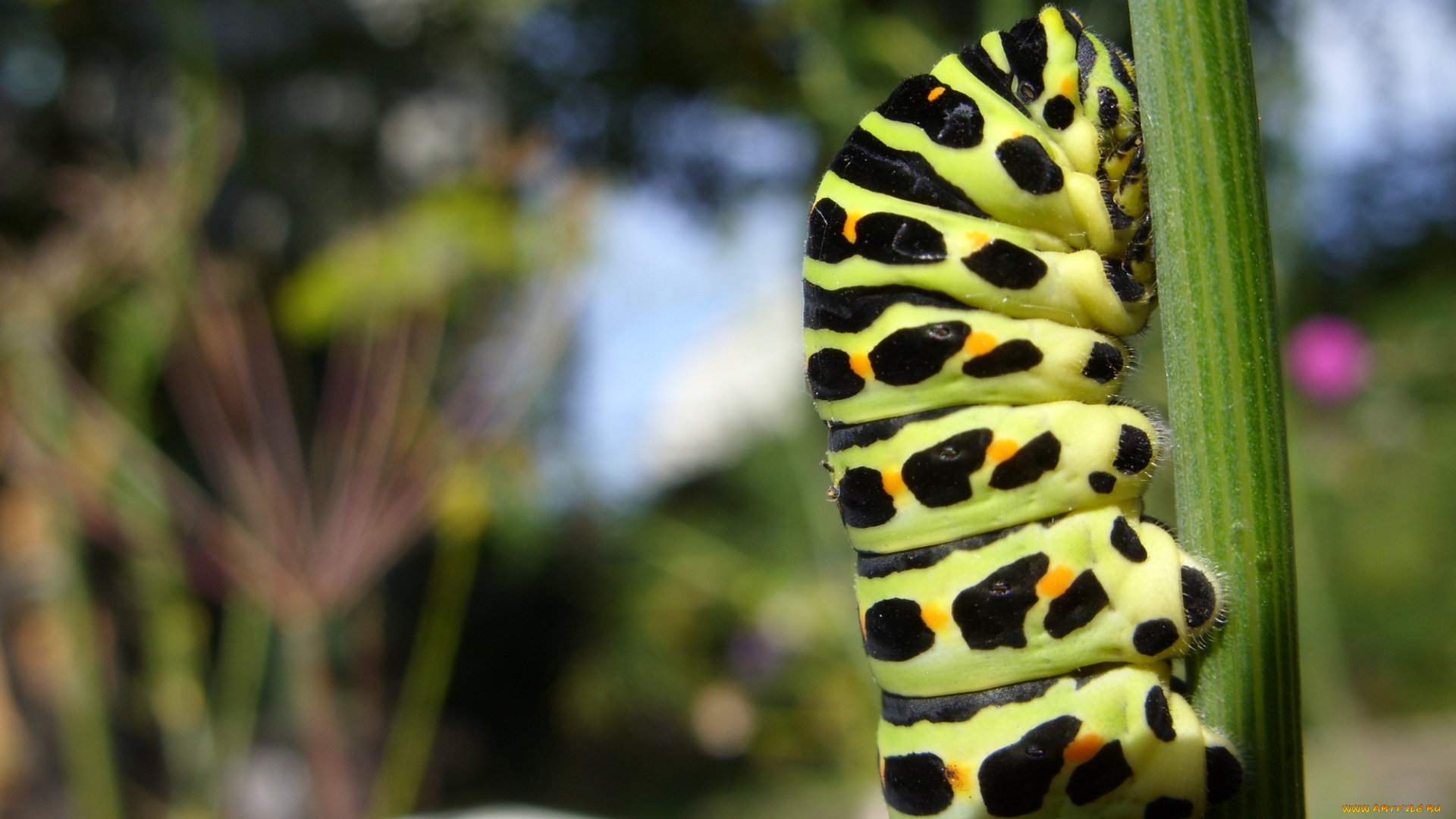 животные, гусеницы