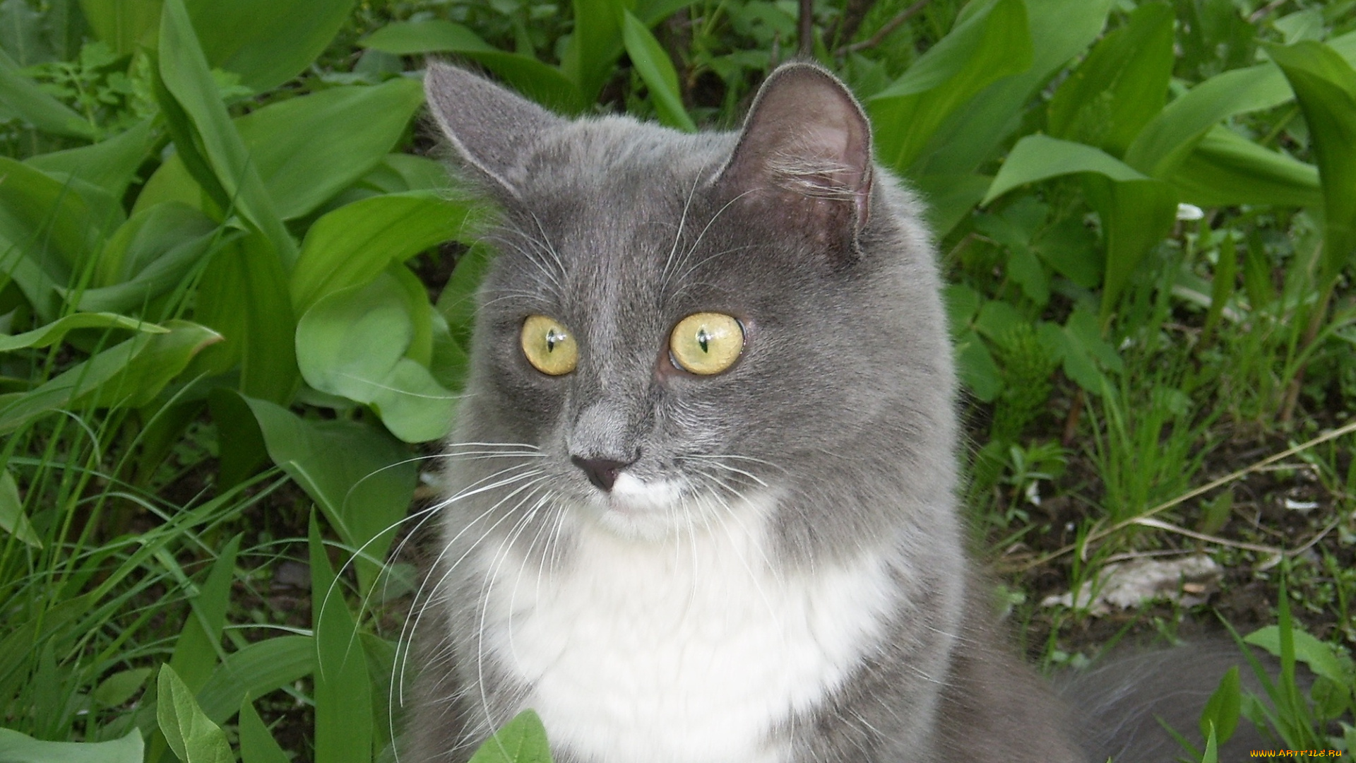 животные, коты