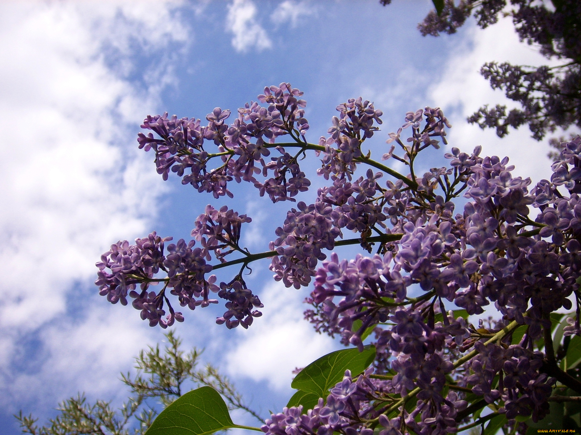 цветы, сирень