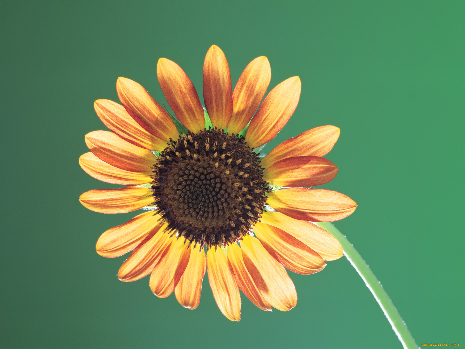 цветы, подсолнухи, подсолнух