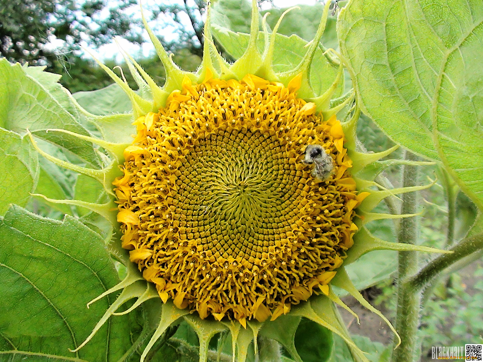 цветы, подсолнухи, подсолнух