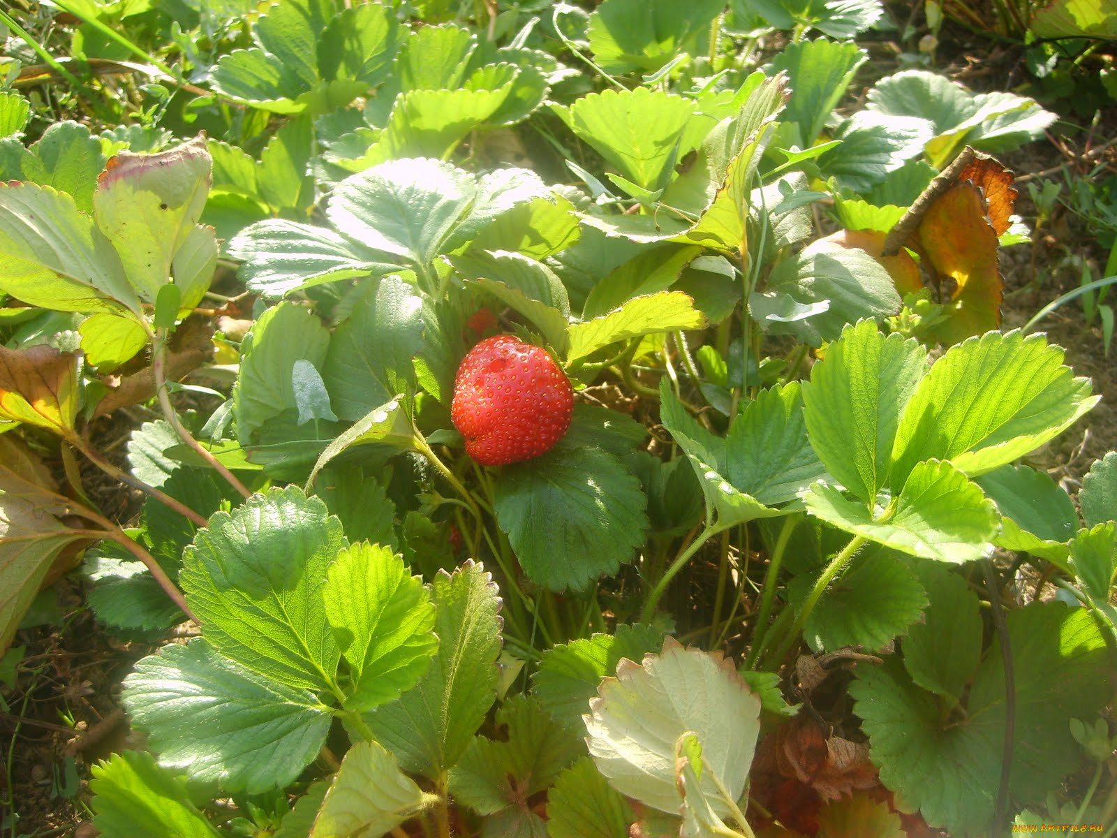 природа, Ягоды, клубничка