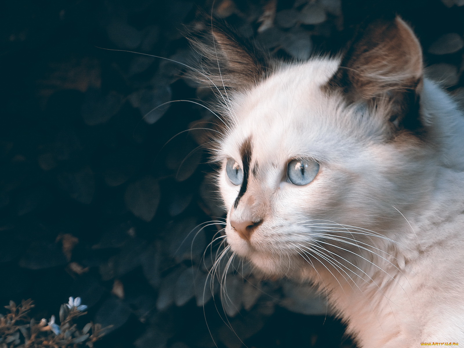 животные, коты, кот, глаза