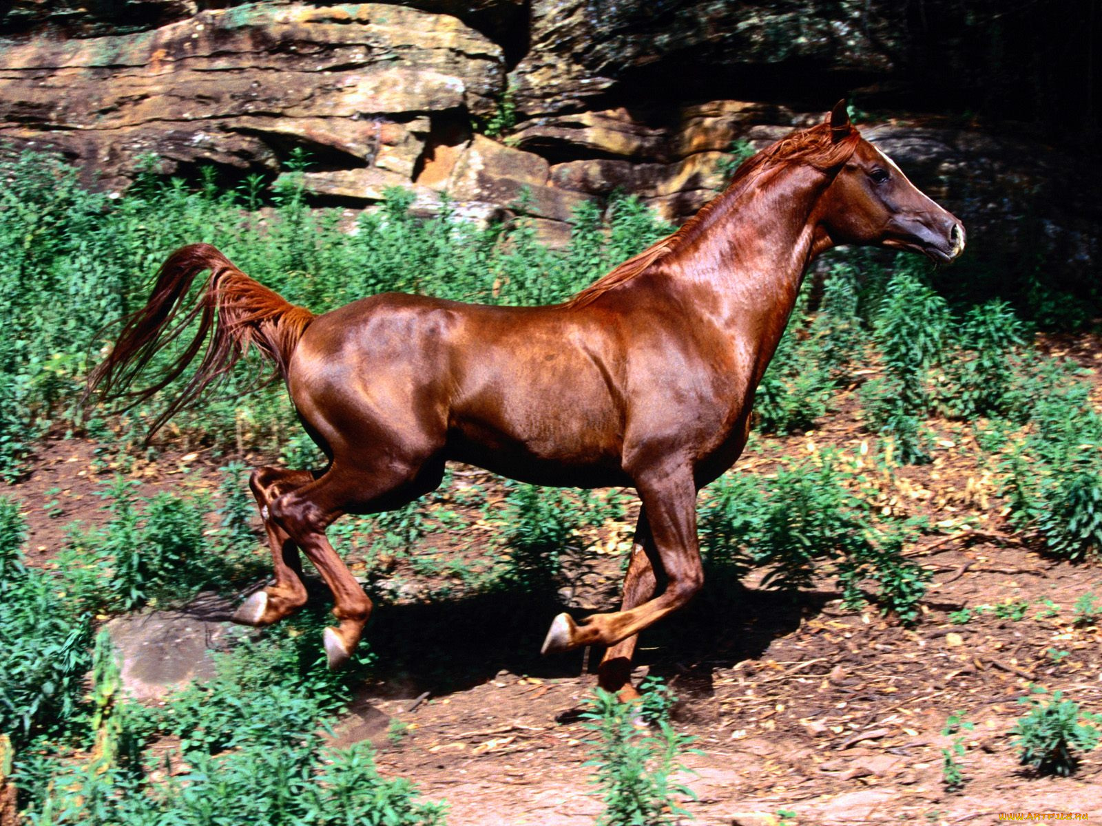 животные, лошади, лошадь